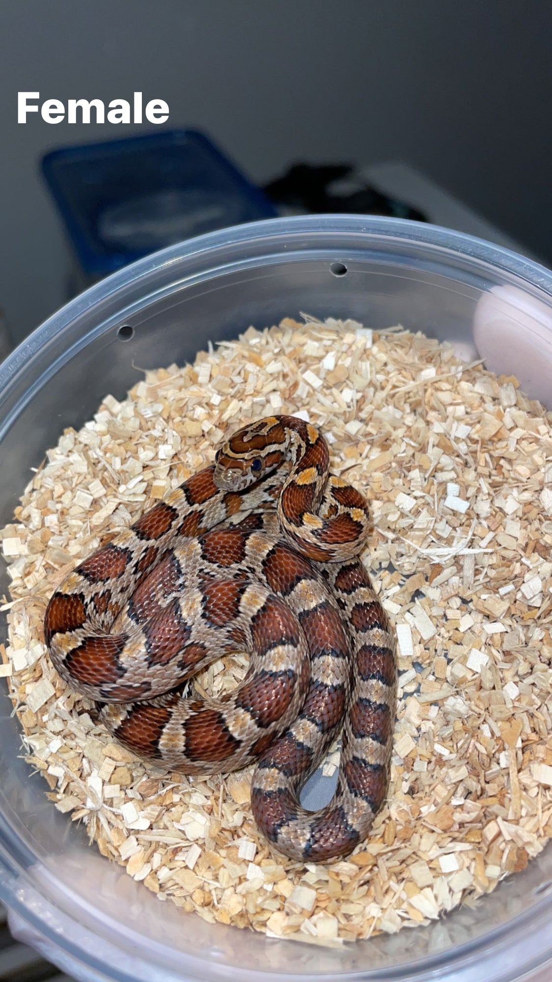 1.1 CH'22 Hendry Co. FL Corn Snakes
