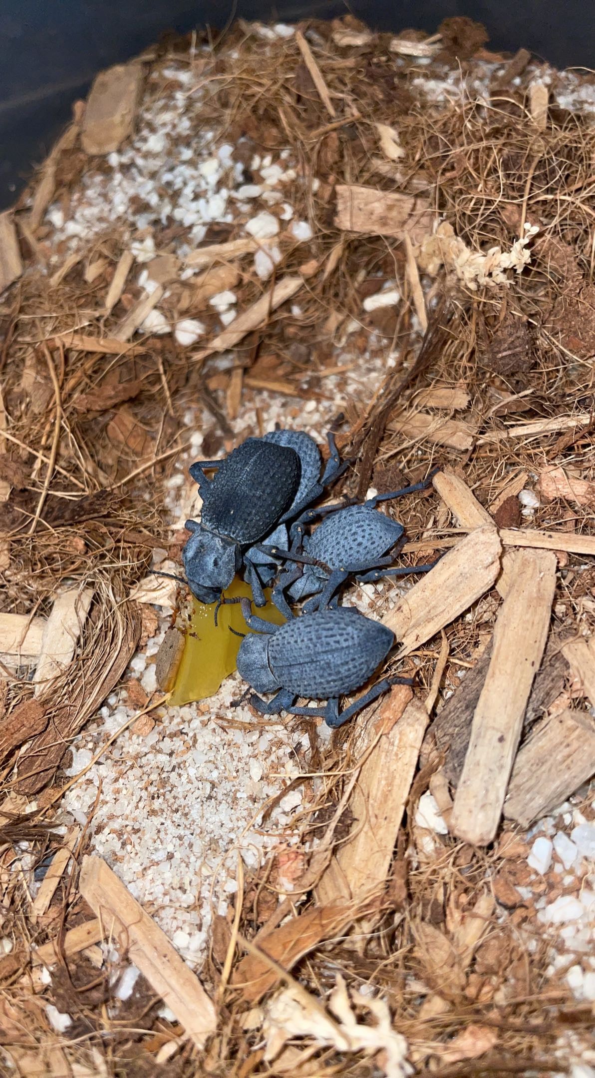 Blue Death Feigning Beetle (Asbolus verrucosus)