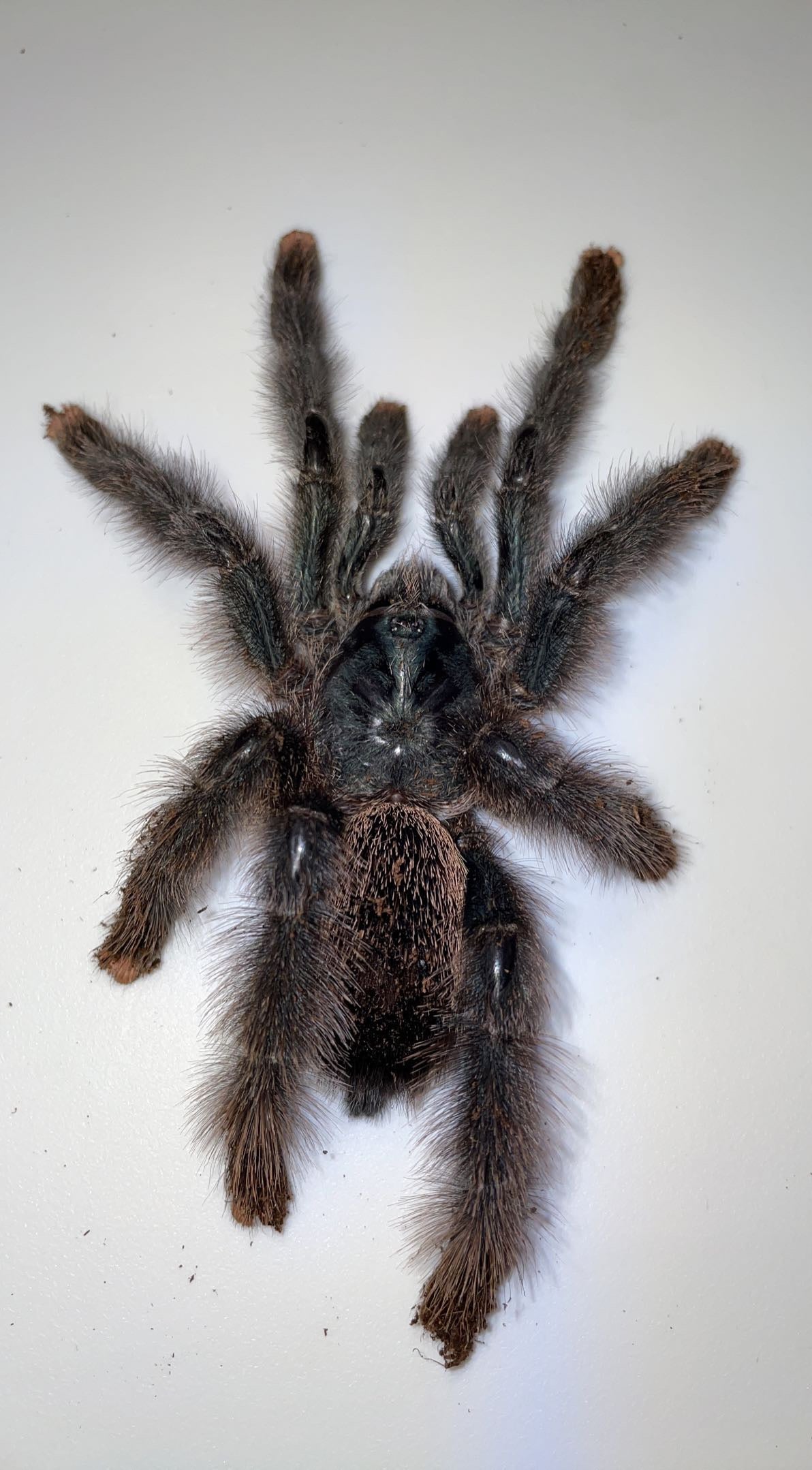 Metallic Pink Toe Tarantula (Avicularia avicularia M6)