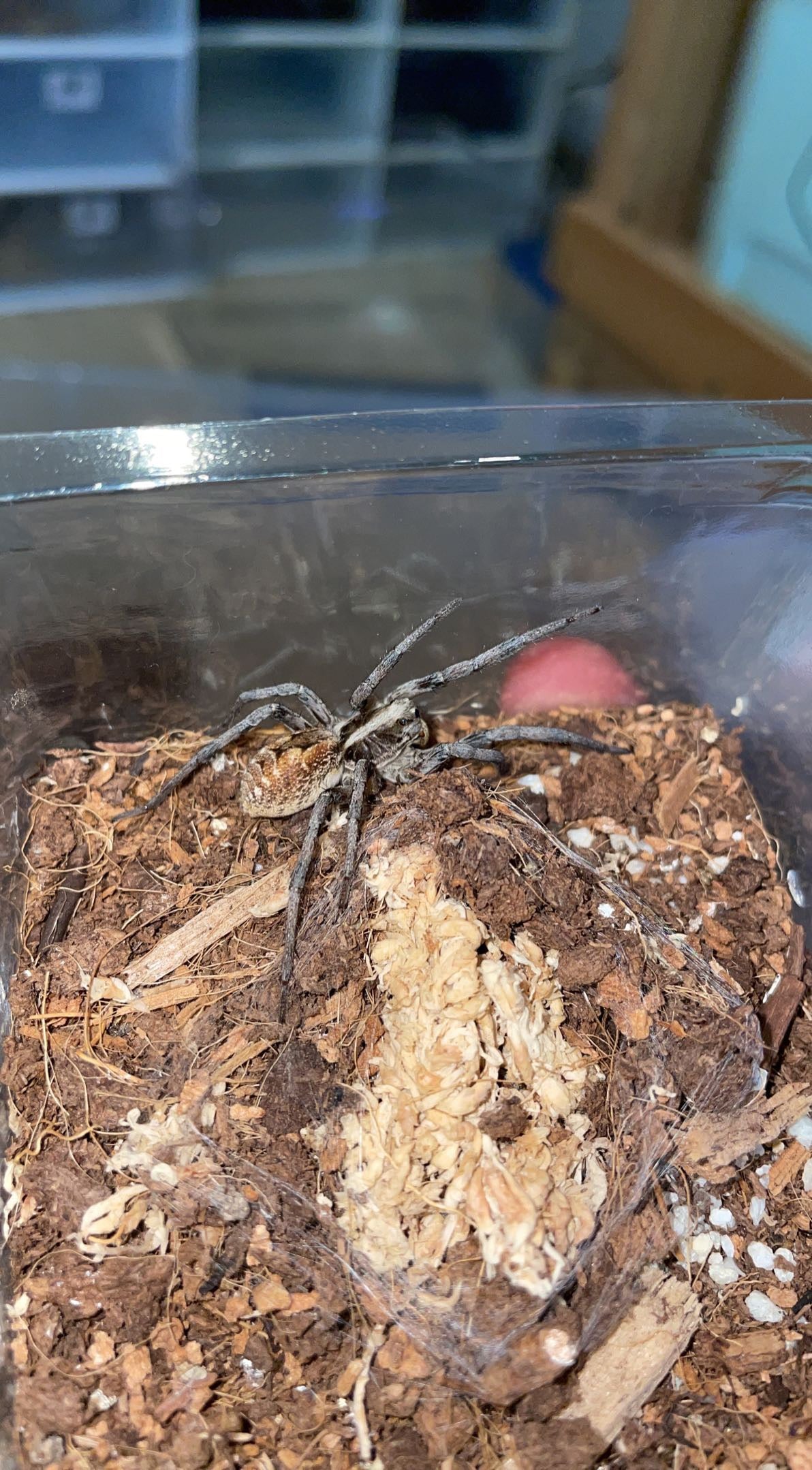 Giant Wolf Spider (Hogna sp. Arizona)