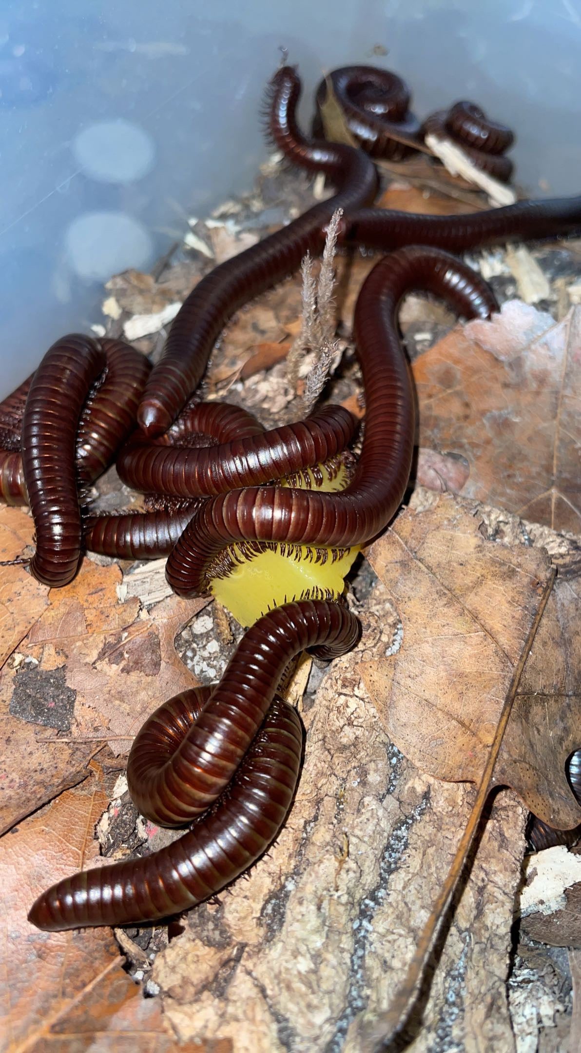 Sonoran Desert Millipede (Orthoporus ornatus)