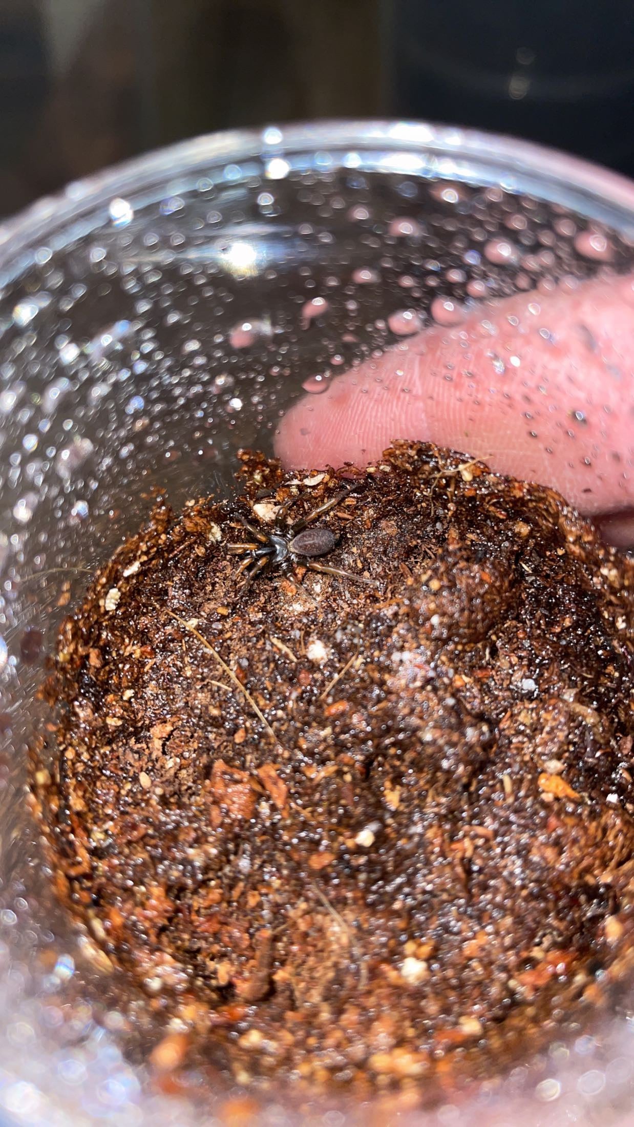 Thai Tube Trapdoor Spider (Damarchus workmani)
