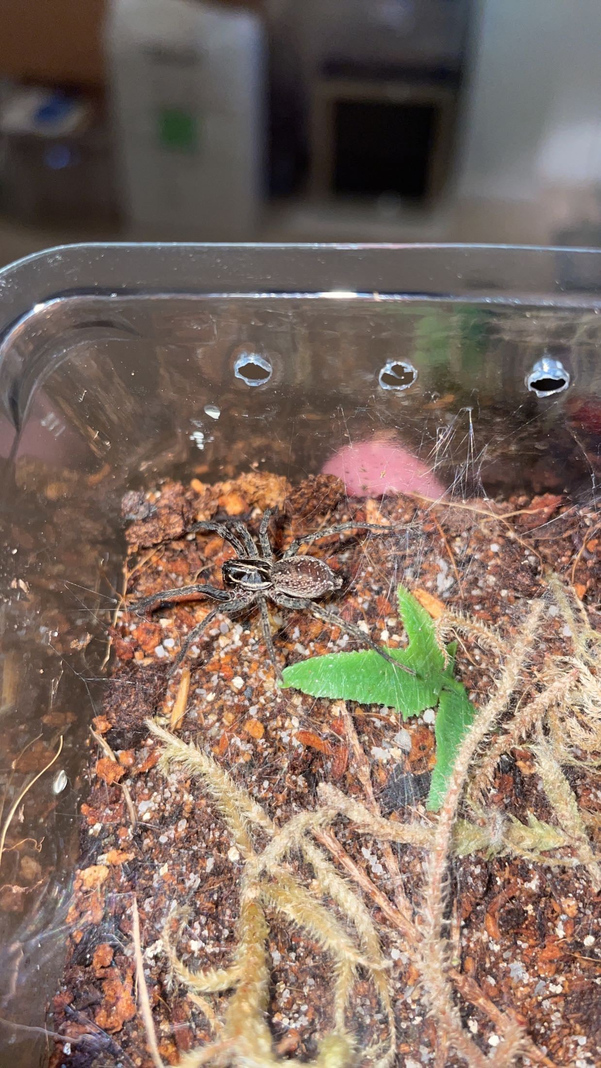Florida Funnel-web Wolf Spider (Sosippus floridanus)