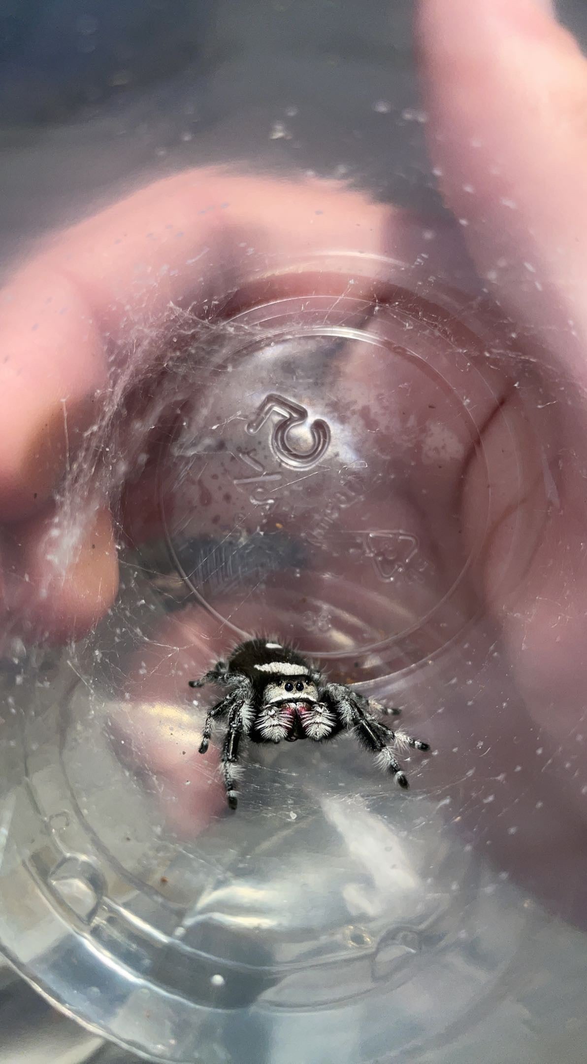 Regal Jumping Spider (Phidippus regius)