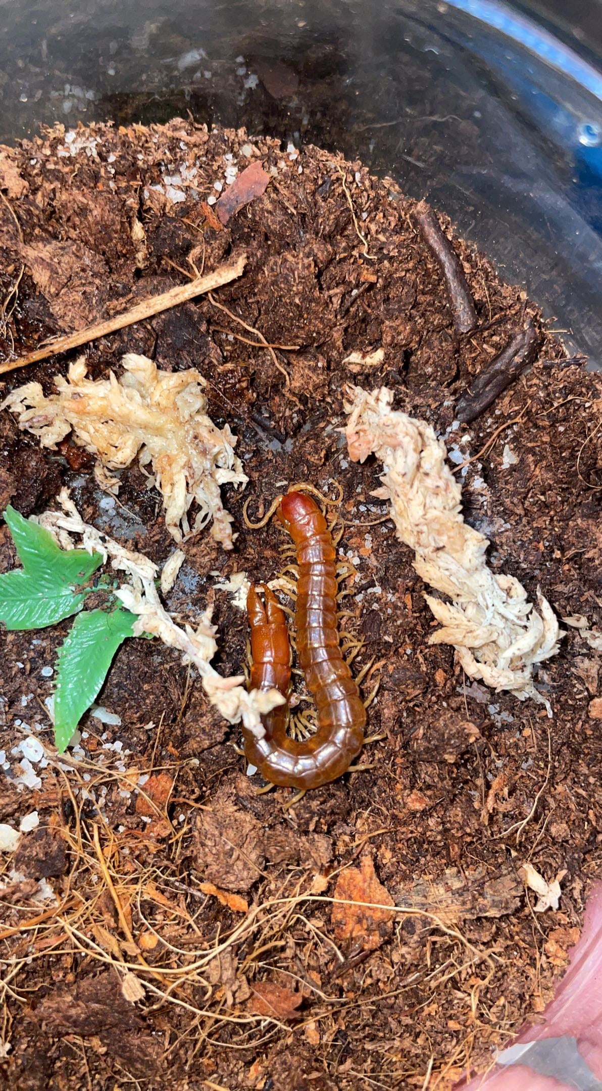 Red Forceps Centipede (Theatops spinicaudus)
