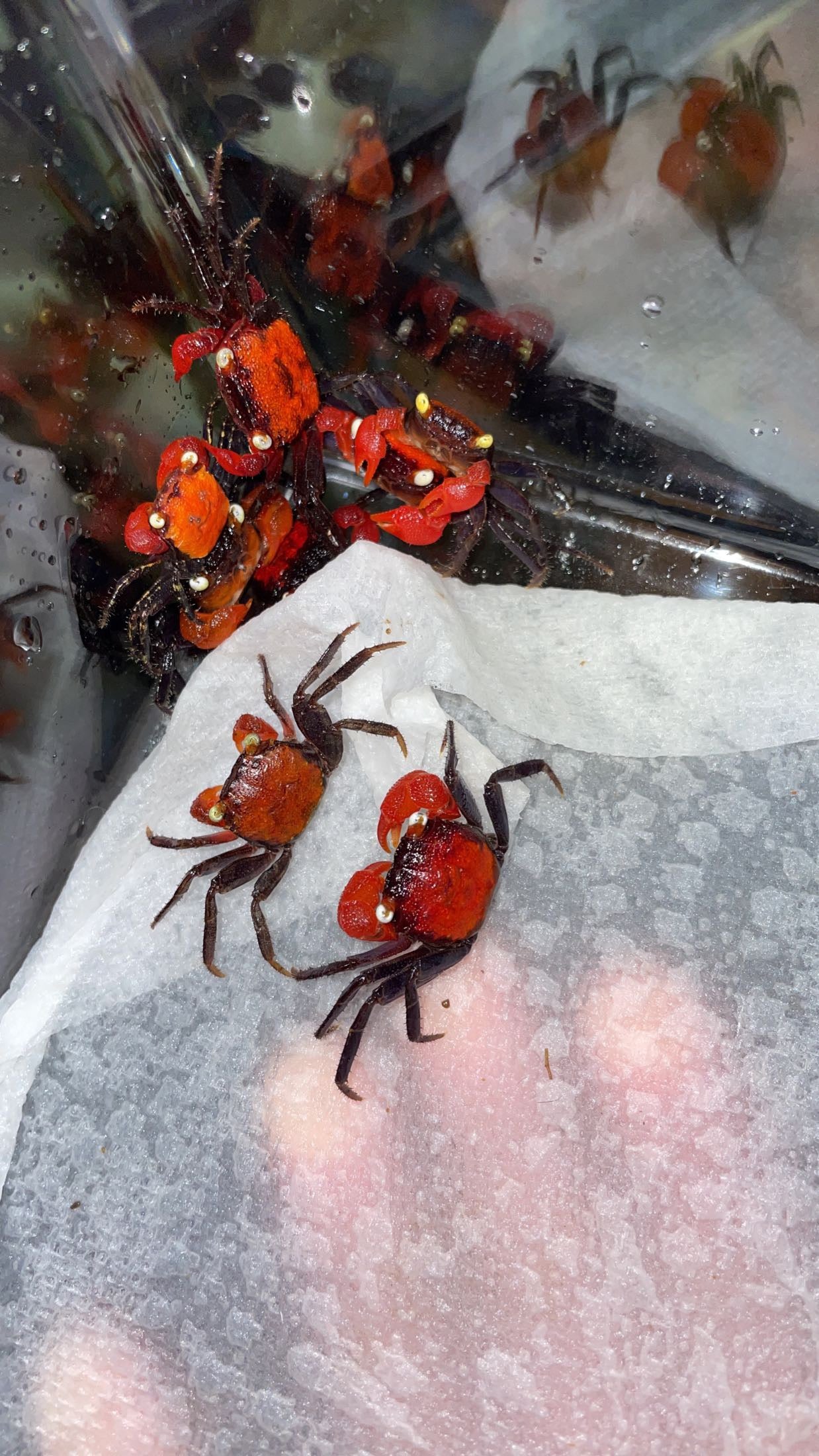 Red Devil Vampire Crab (Geosesarma hagen)