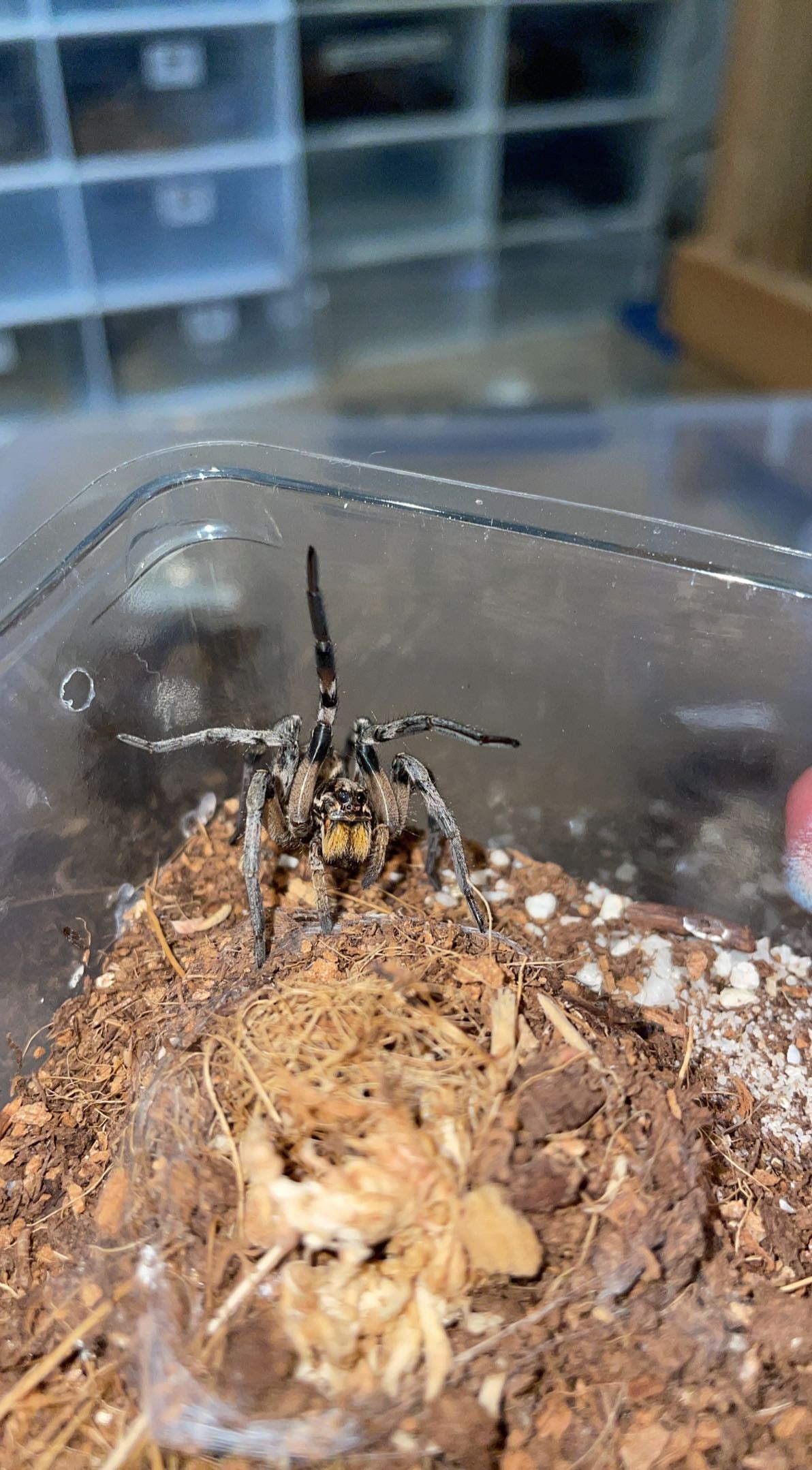 Giant Wolf Spider (Hogna sp. Arizona)