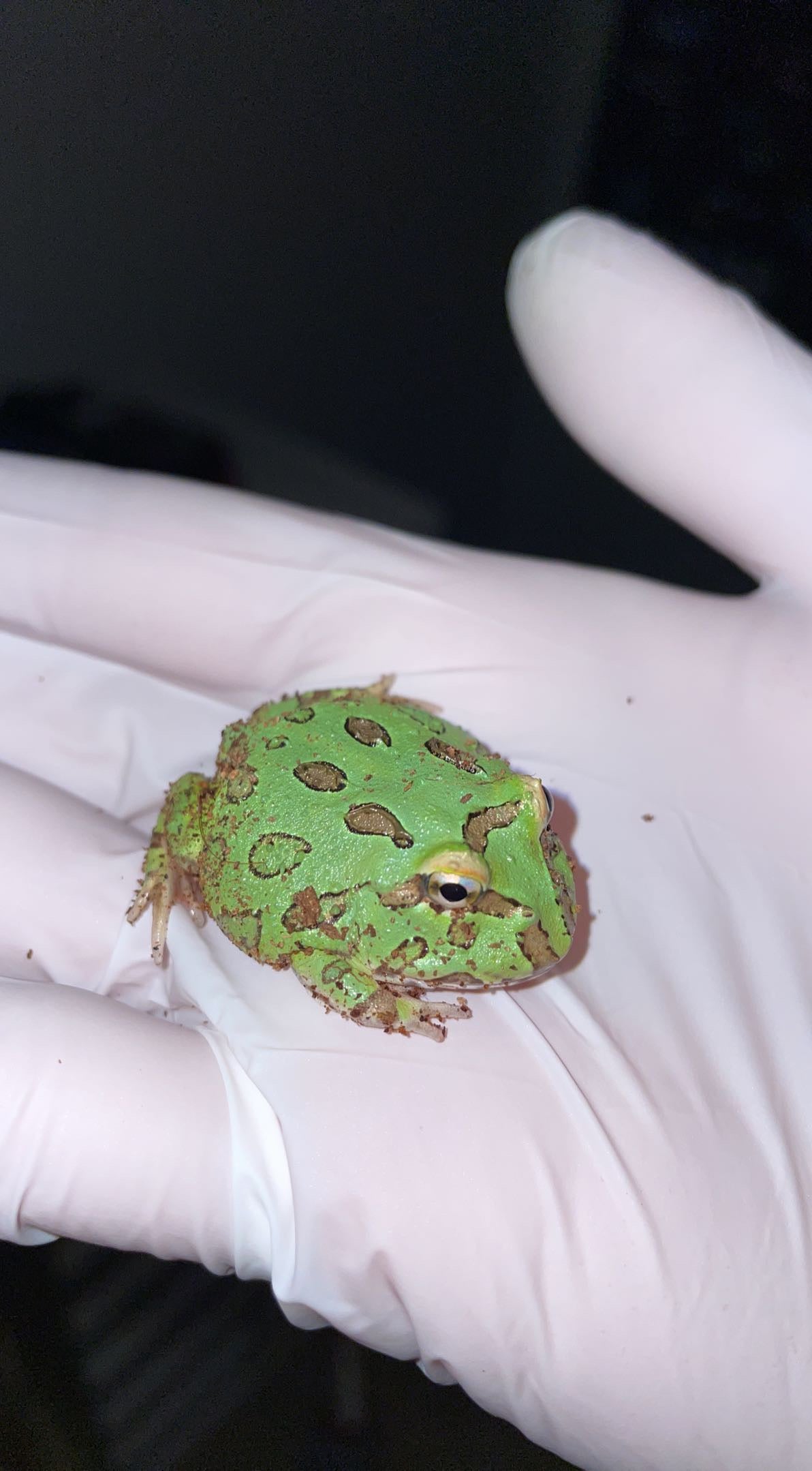 Green Apple Pacman Frog (Ceratophrys cranwelli)