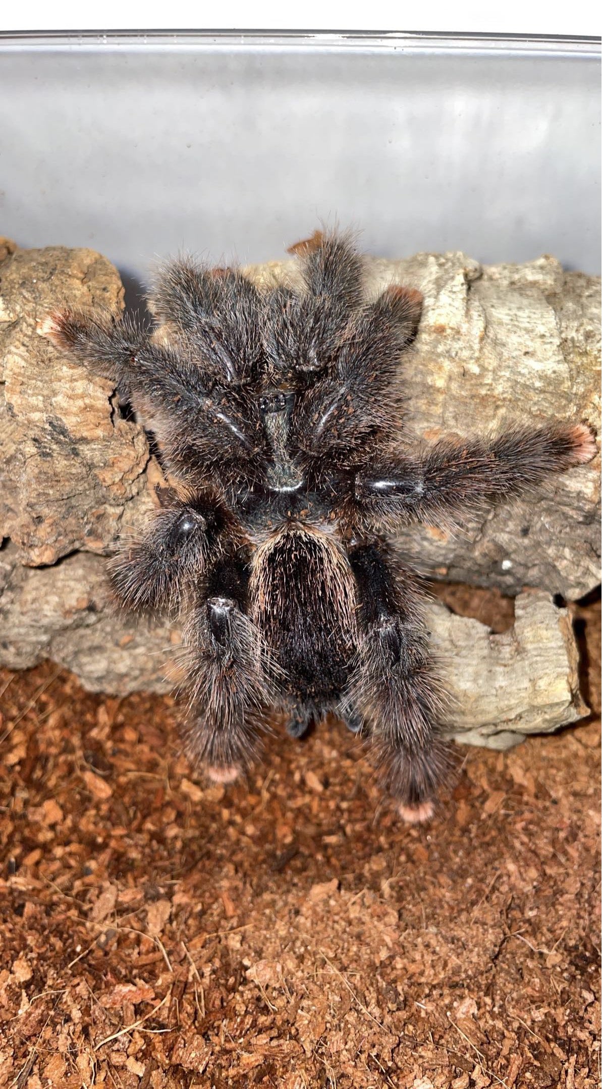 Metallic Pink Toe Tarantula (Avicularia avicularia M6)