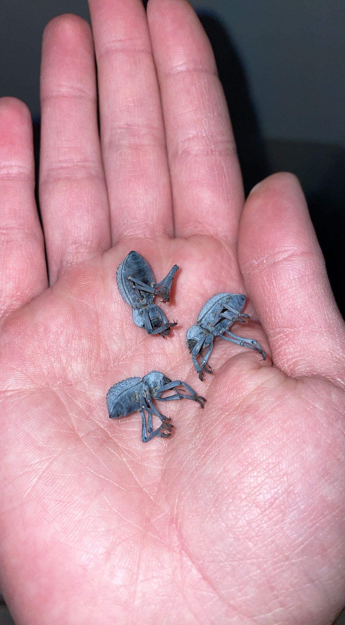 Blue Death Feigning Beetle (Asbolus verrucosus)