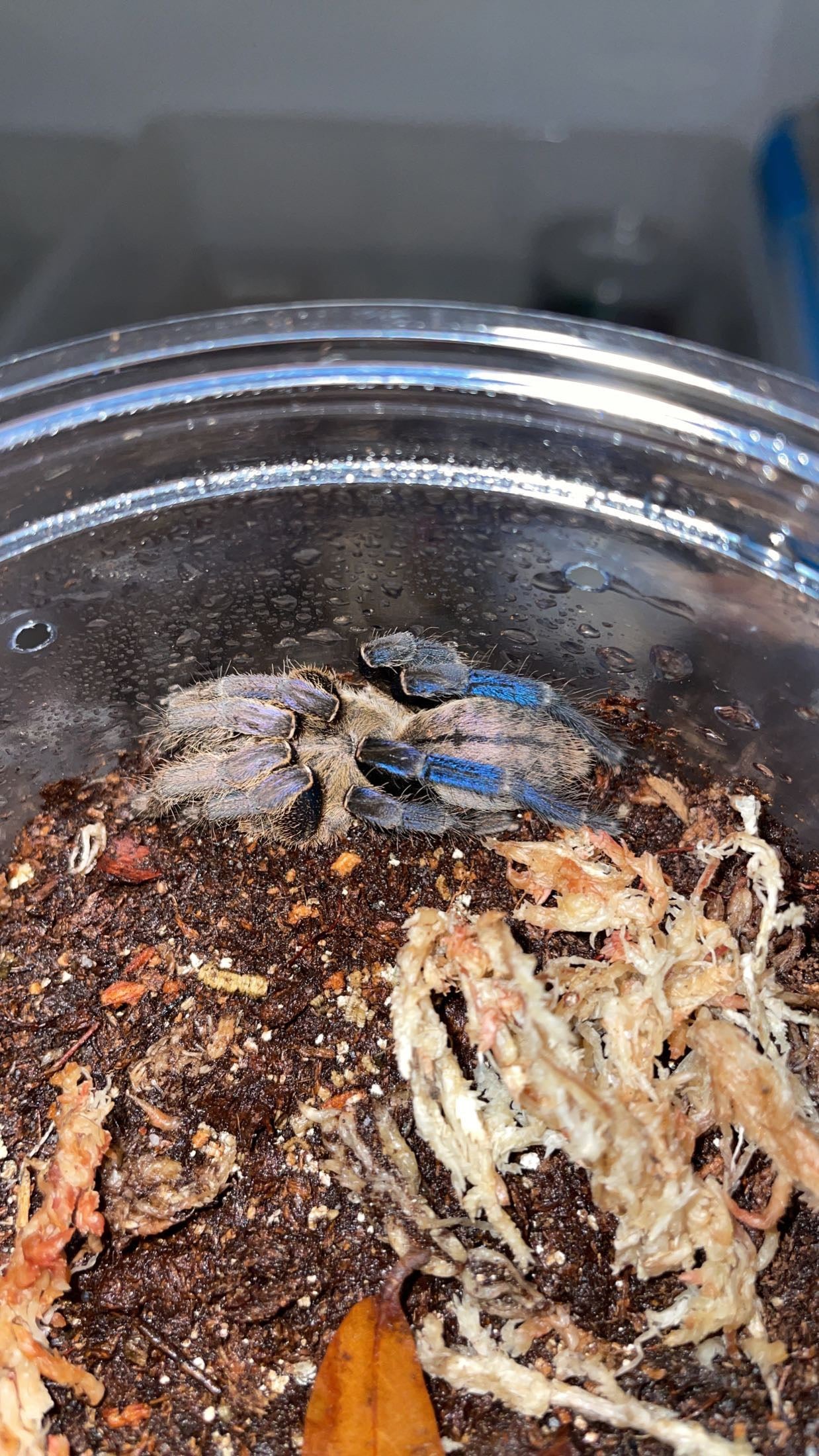 Cobalt Blue Tarantula (Cyriopagopus lividus)