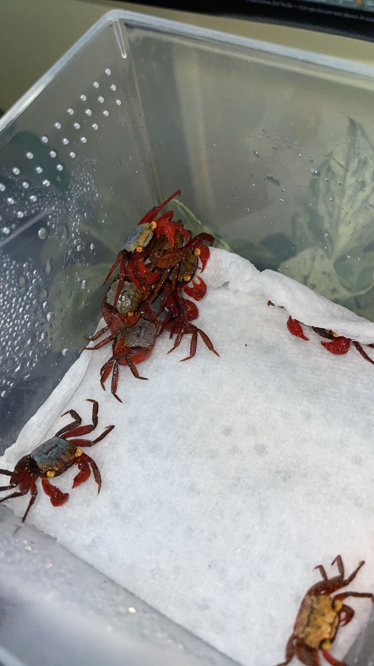 Rainbow Vampire Crab (Geosesarma cf. rouxi)