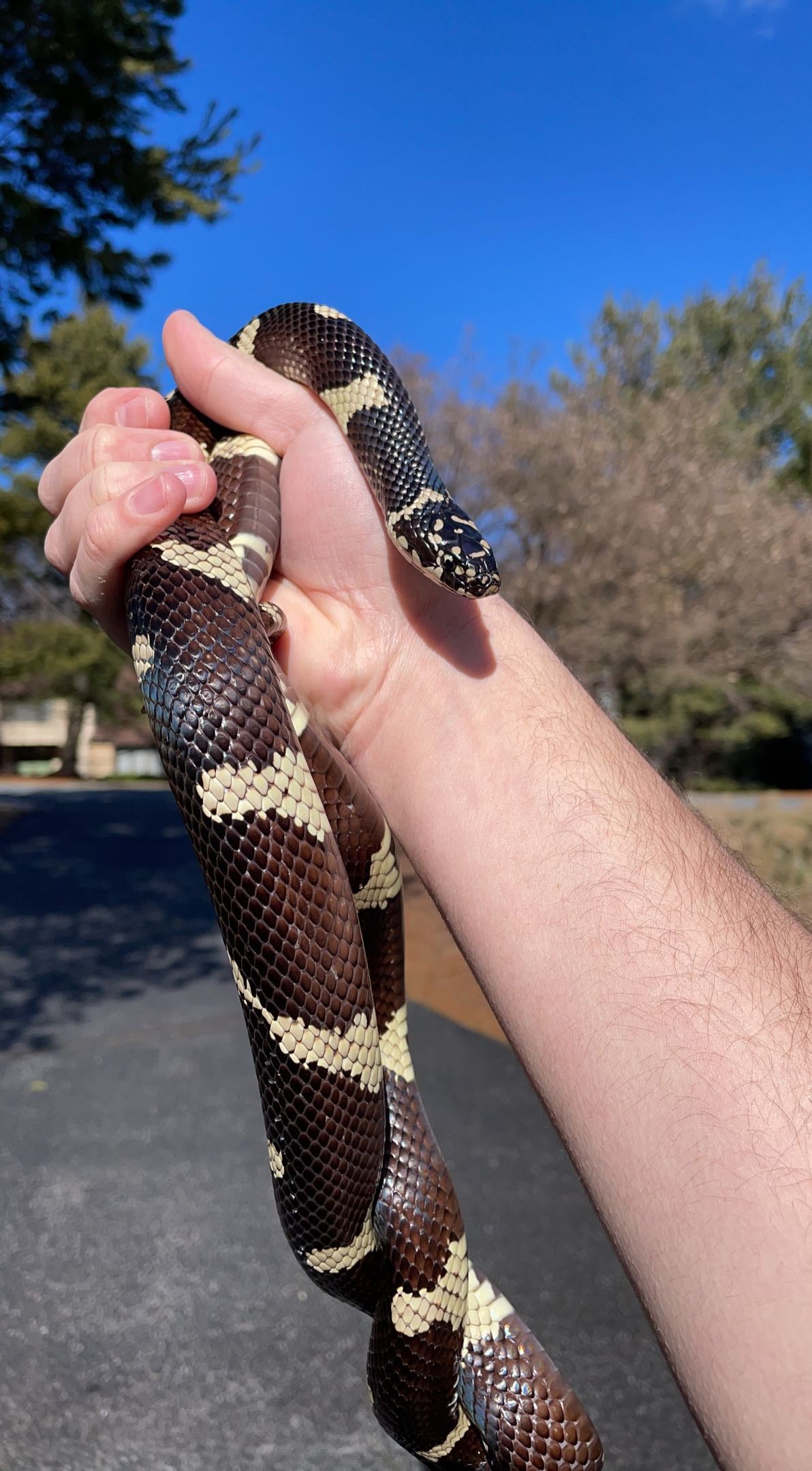 1.0 Hamilton Co. FL Eastern Kingsnake (Lampropeltis getula)