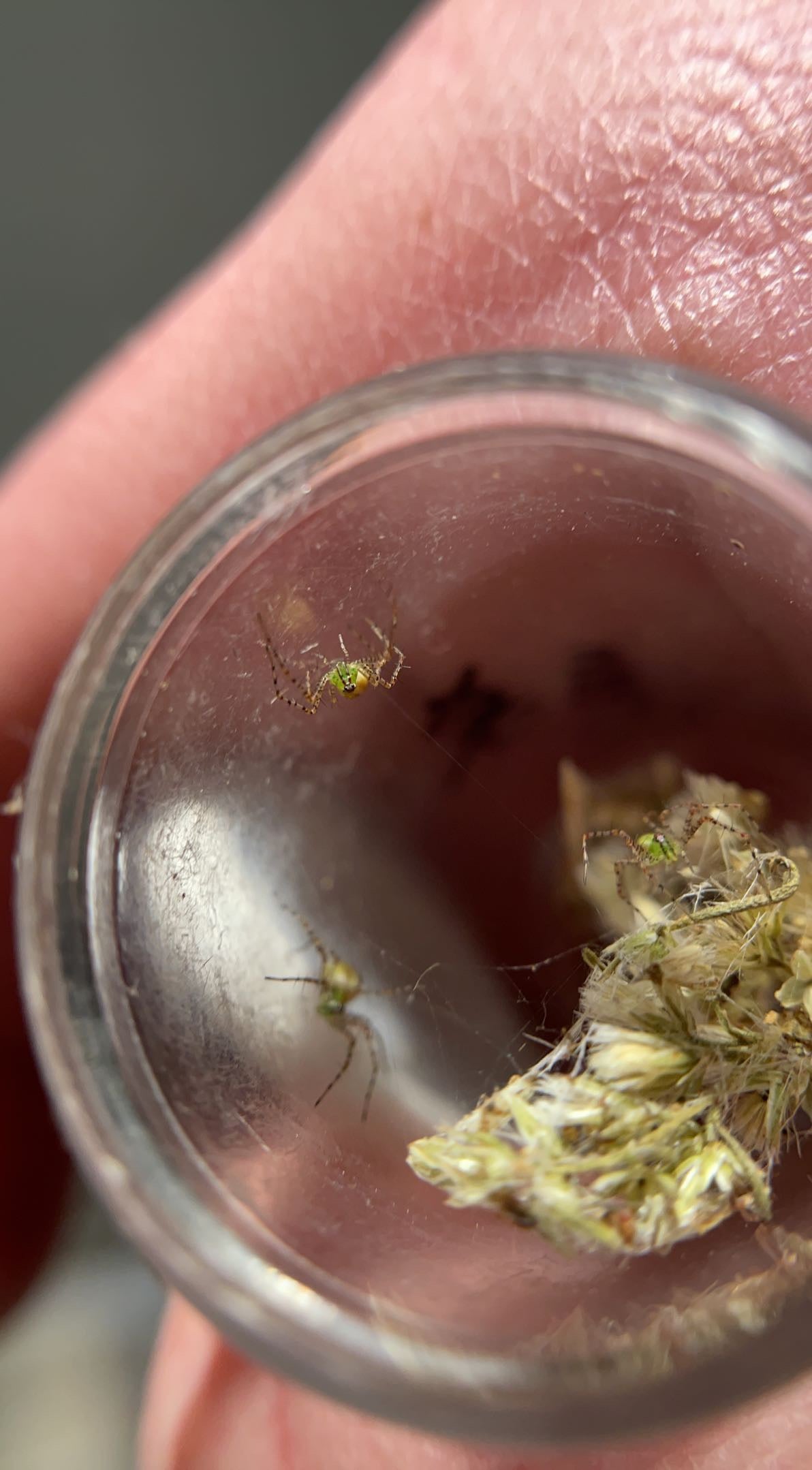 Green Lynx Spider (Peucetia viridans)