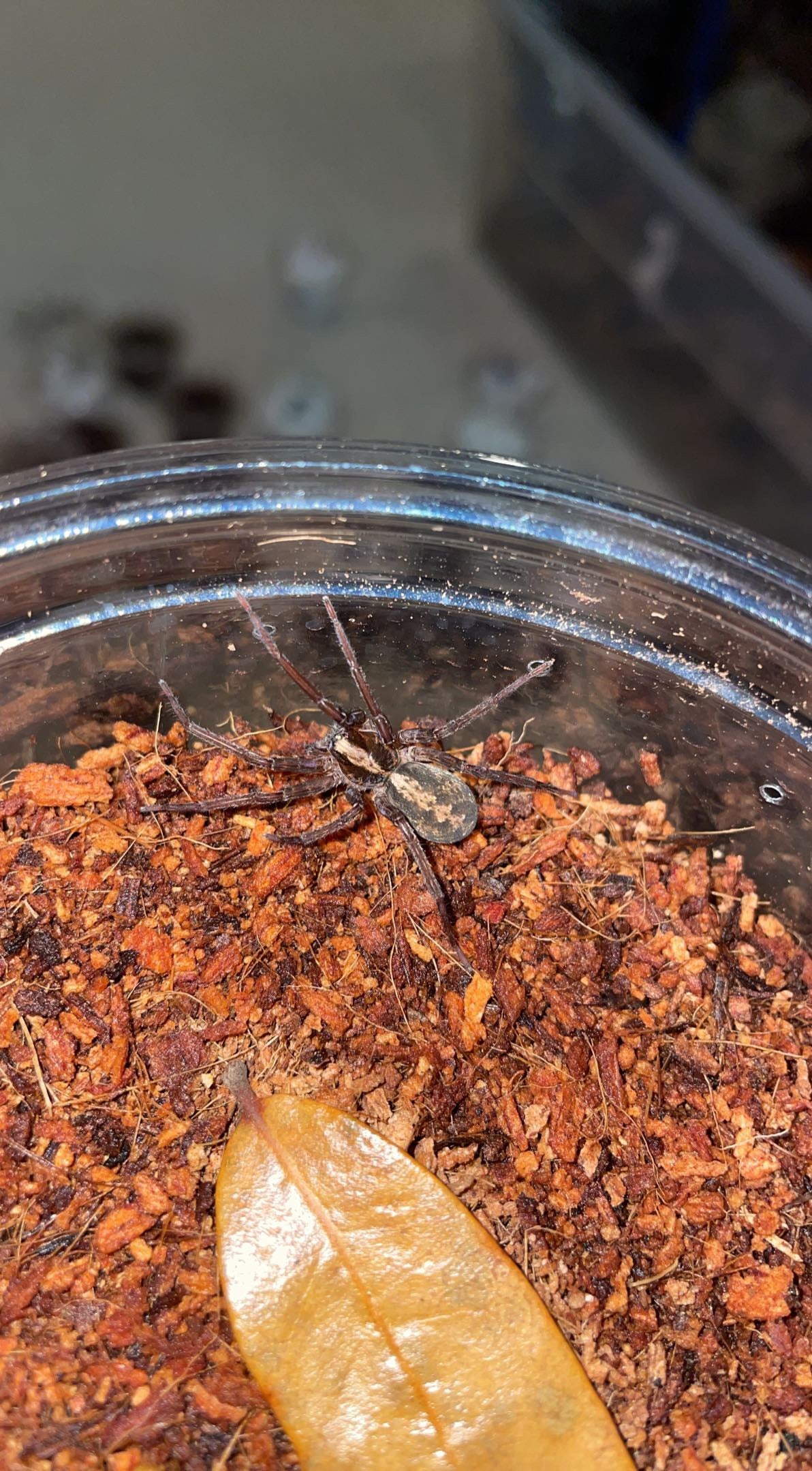Florida Wandering Spider (Ctenus captiosus)