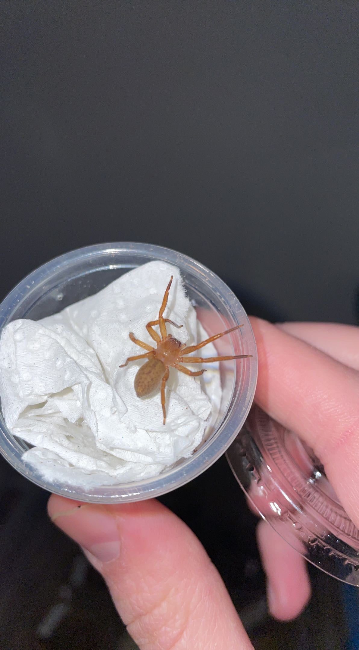 Cuban Huntsman Spider (Decaphora cubana)