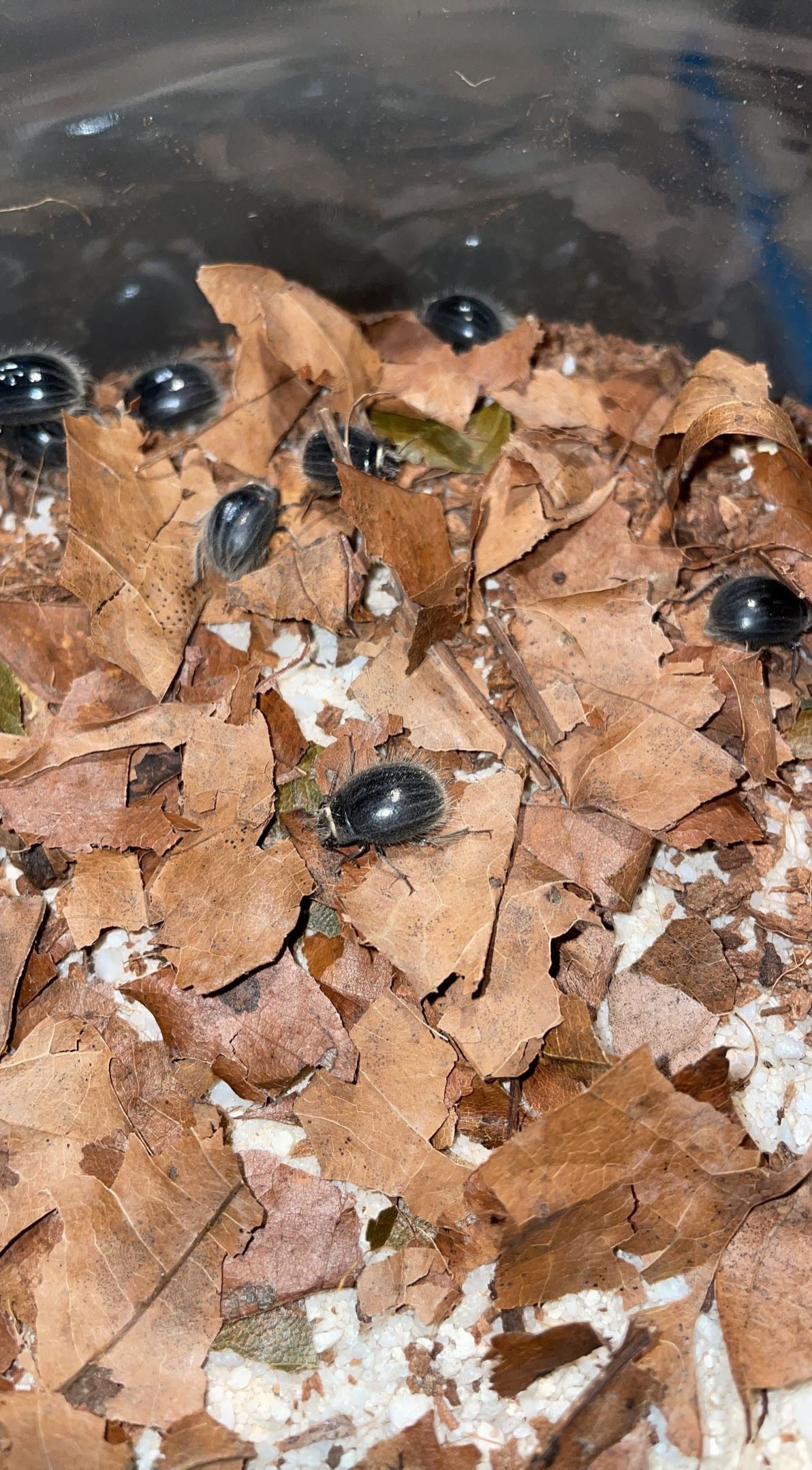 Hairy Dune Beetle (Edrotes ventricosus)