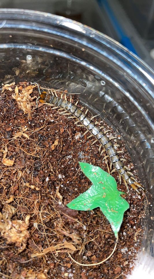 Eastern Bark Centipede (Hemiscolopendra marginata)