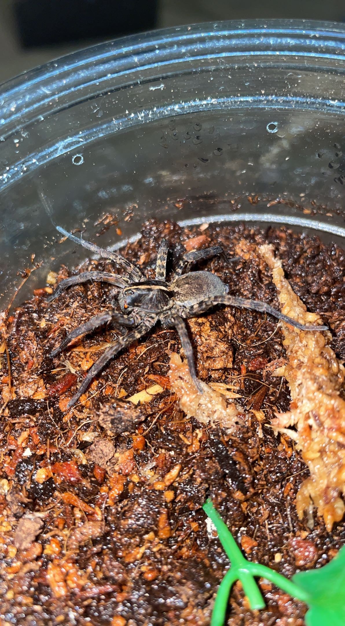 Tiger Wolf Spider (Tigrosa georgicola)