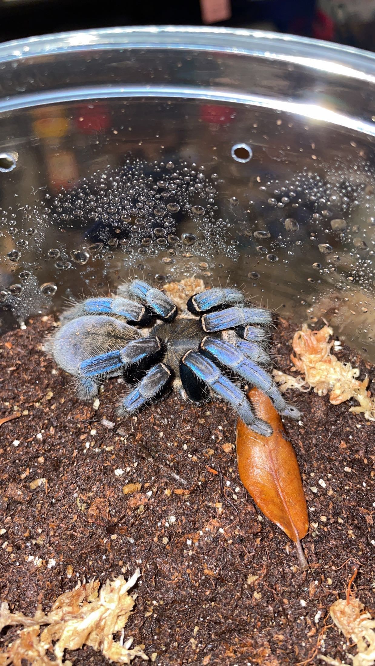 Cobalt Blue Tarantula (Cyriopagopus lividus)