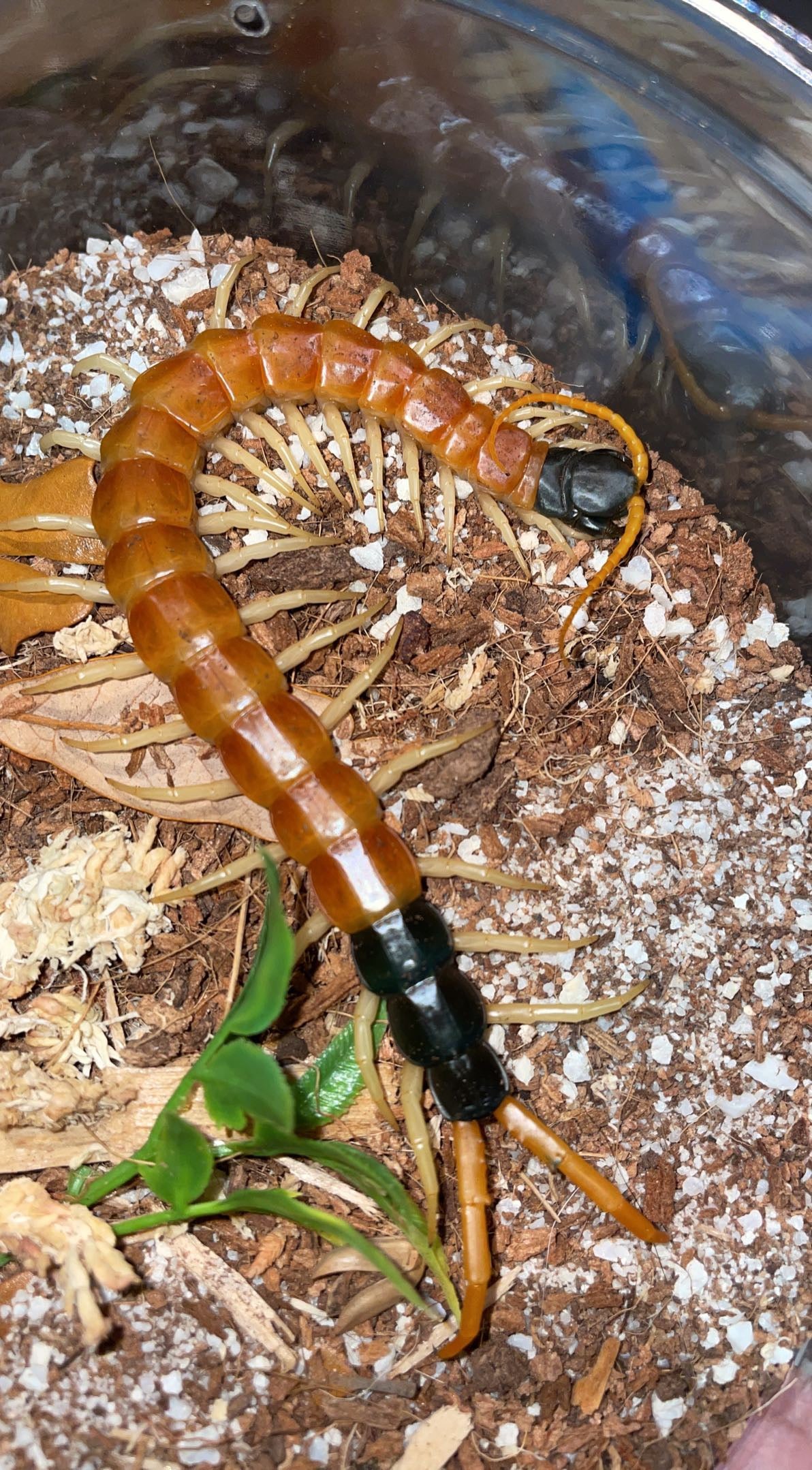 Giant Desert Centipede (Scolopendra heros arizonensis)