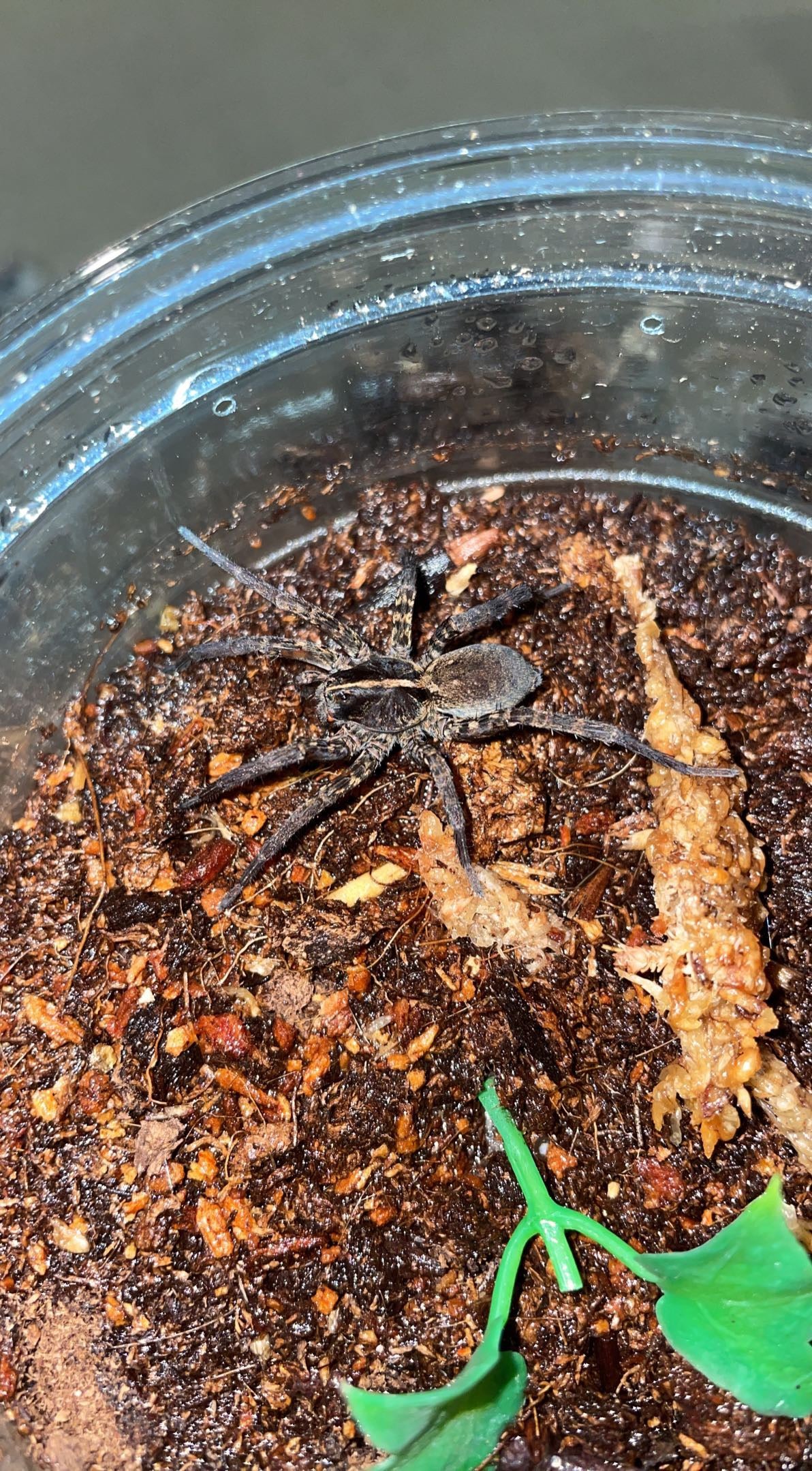Tiger Wolf Spider (Tigrosa georgicola)