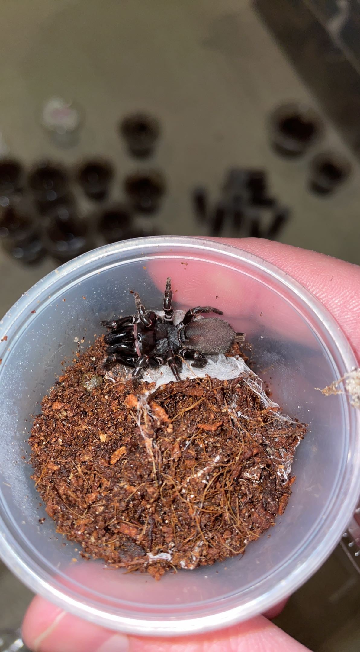 Red-legged Purseweb Spider (Sphodros rufipes)