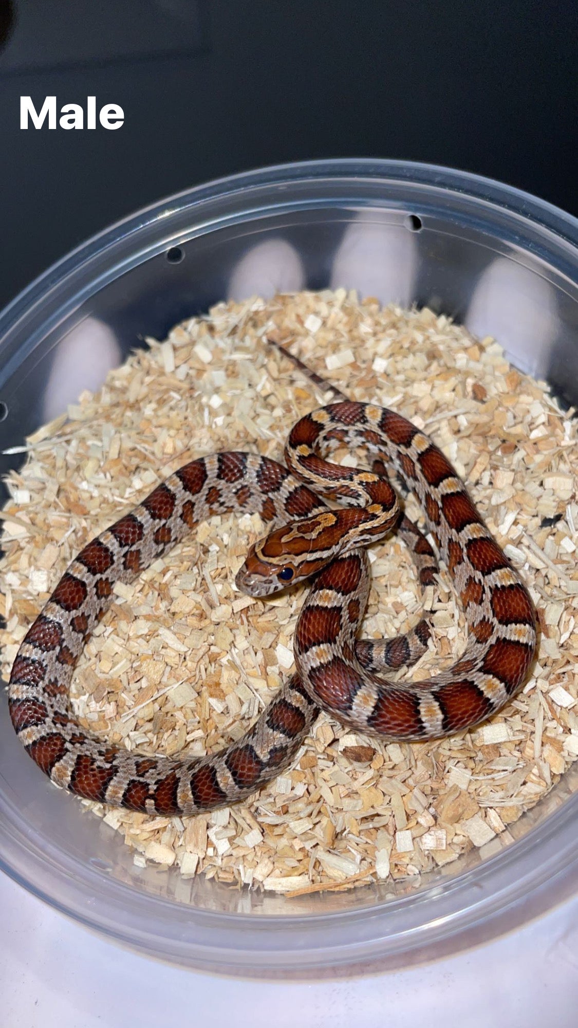 1.1 CH'22 Hendry Co. FL Corn Snakes