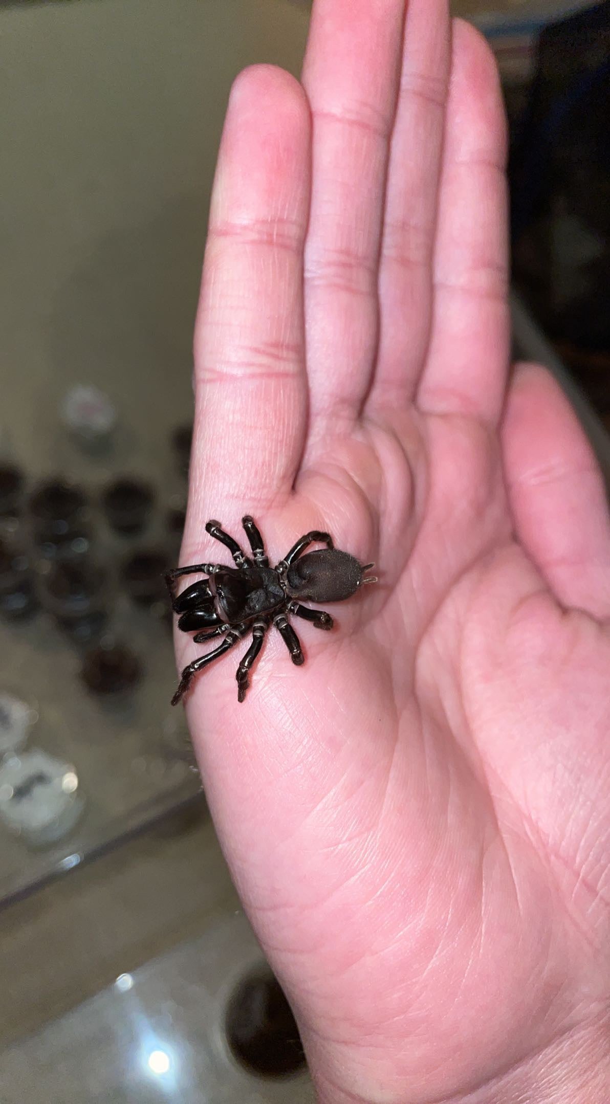 Red-legged Purseweb Spider (Sphodros rufipes)