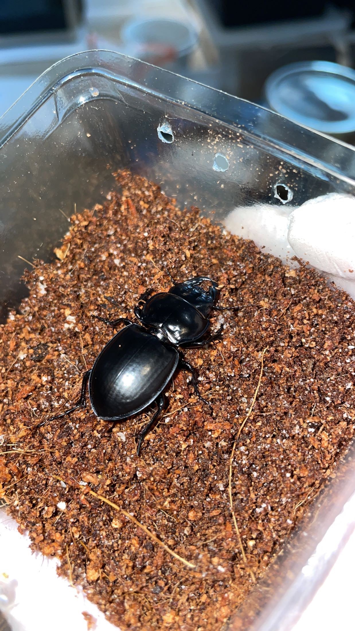 Margined Warrior Beetle (Pasimachus marginatus)