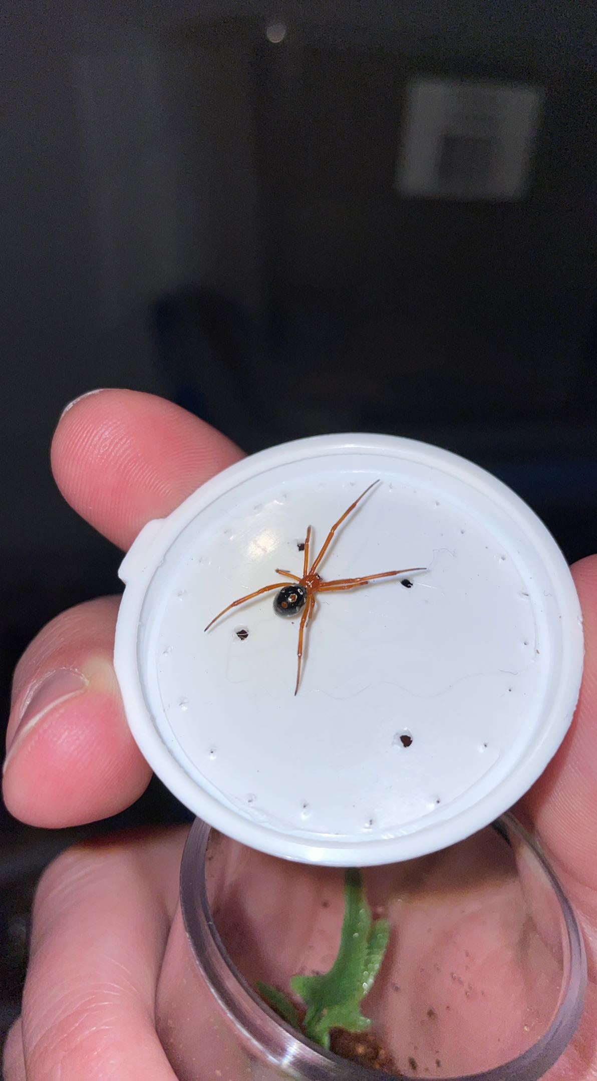 Red Widow (Latrodectus bishopi)