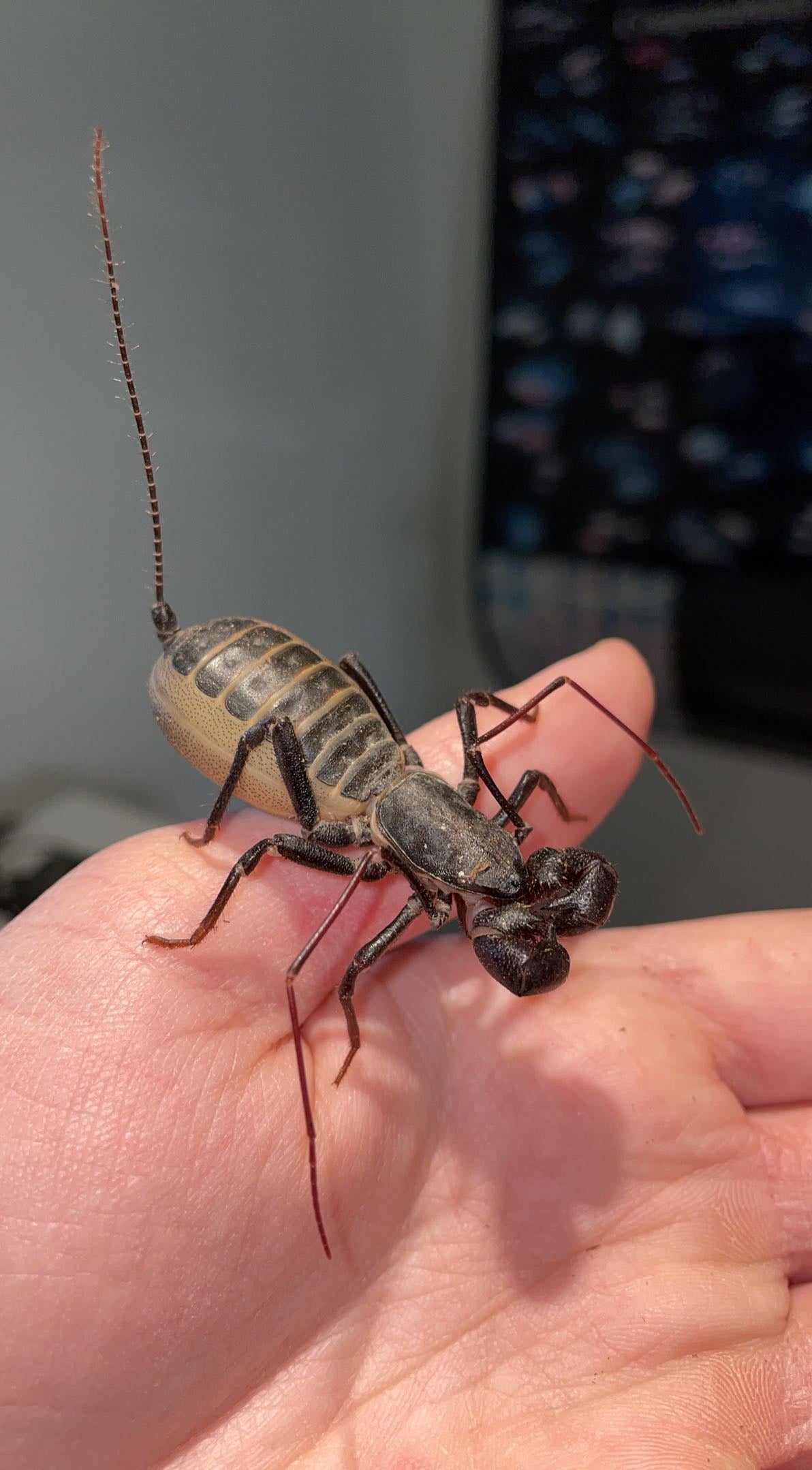 Sonoran Vinegaroon (Mastigoproctus tohono)