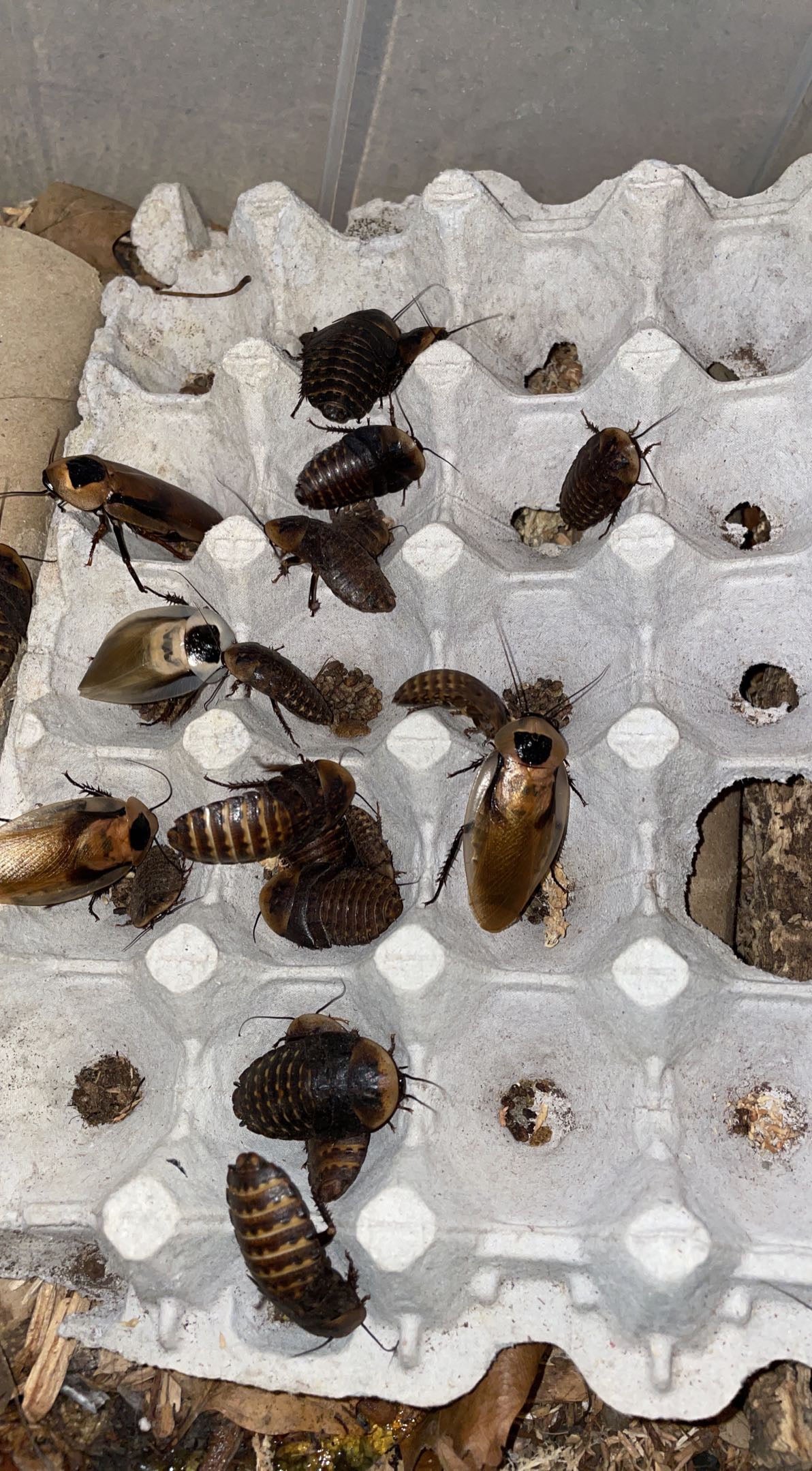 Polymorphic Cockroach (Blaberus atropos) "Miami, FL"