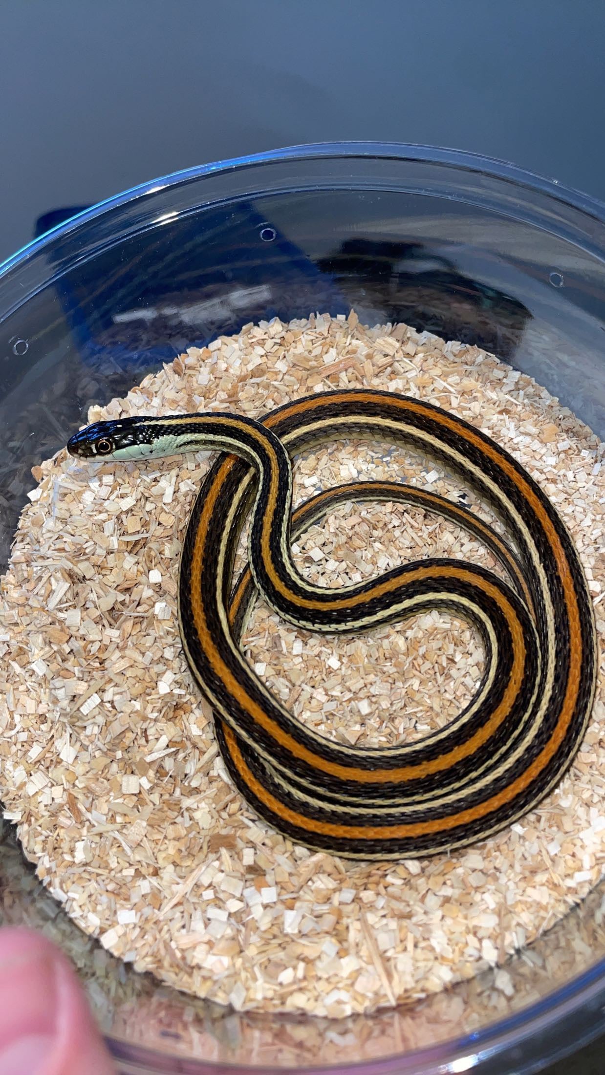 0.1 Proven LTC Dawson Co. TX Orange-striped Ribbon Snake (Thamnophis p. proximus)
