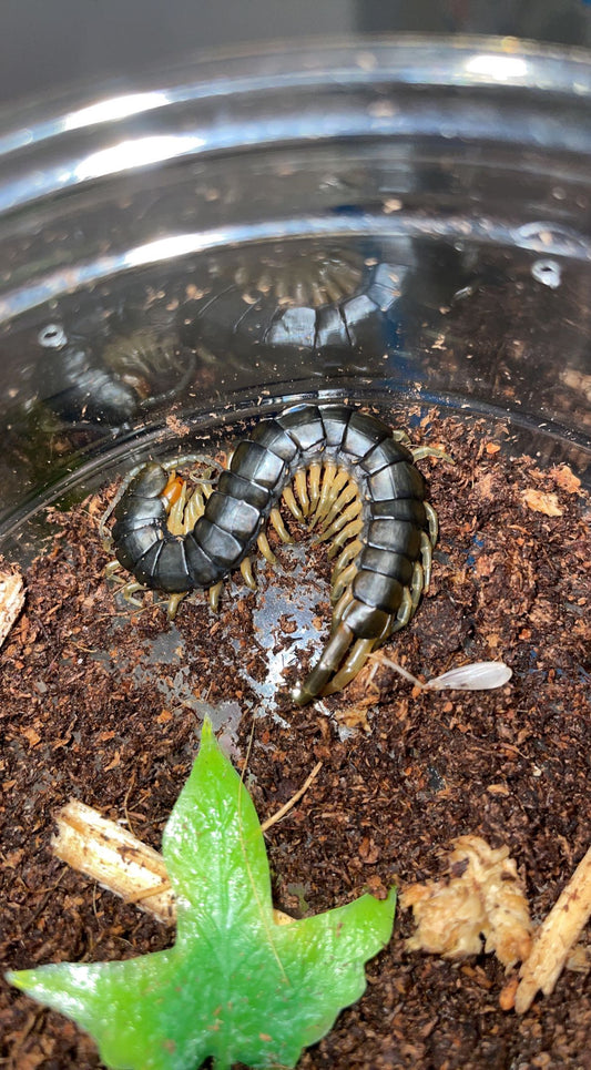 Central American Blue Centipede (Scolopendra viridis)