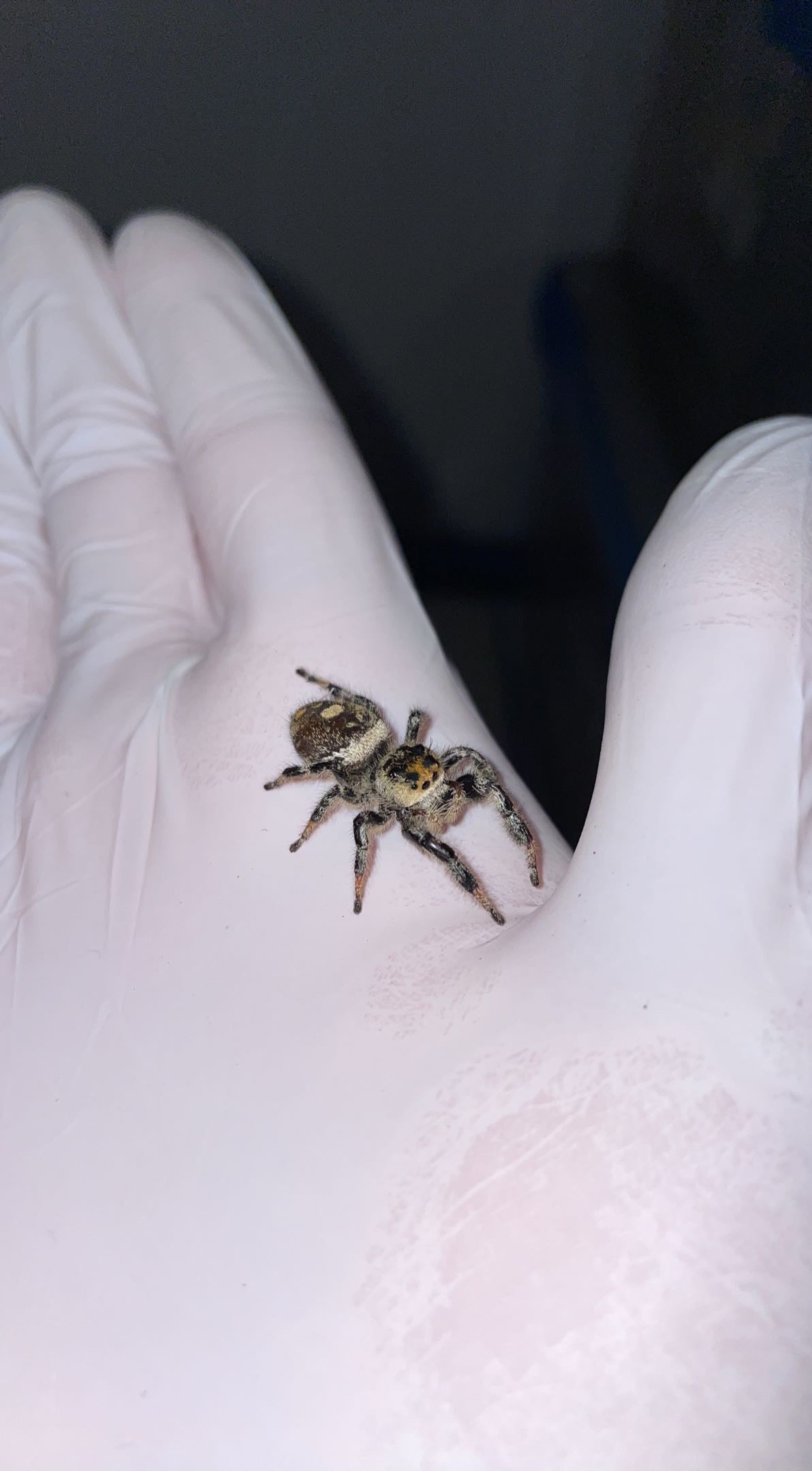 Regal Jumping Spider (Phidippus regius)