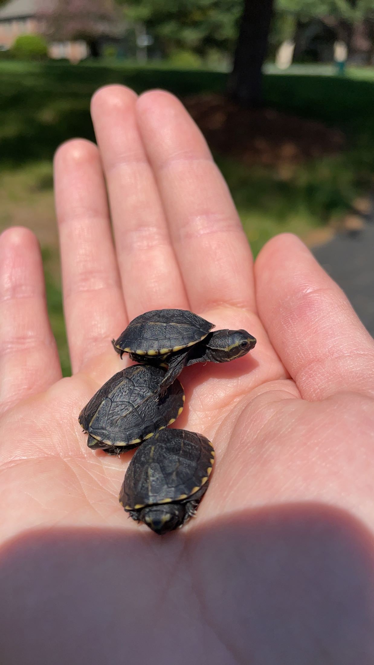 Three-striped Mud Turtle (Kinosternon baurii)