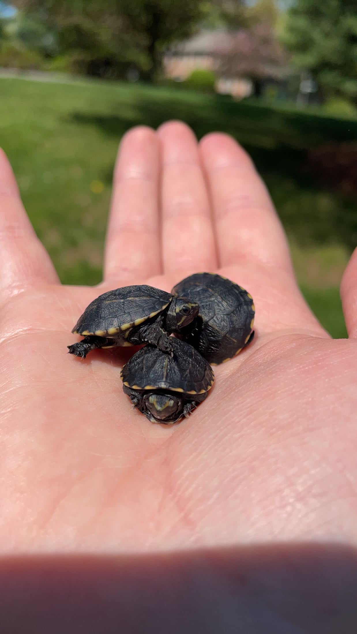 Three-striped Mud Turtle (Kinosternon baurii)
