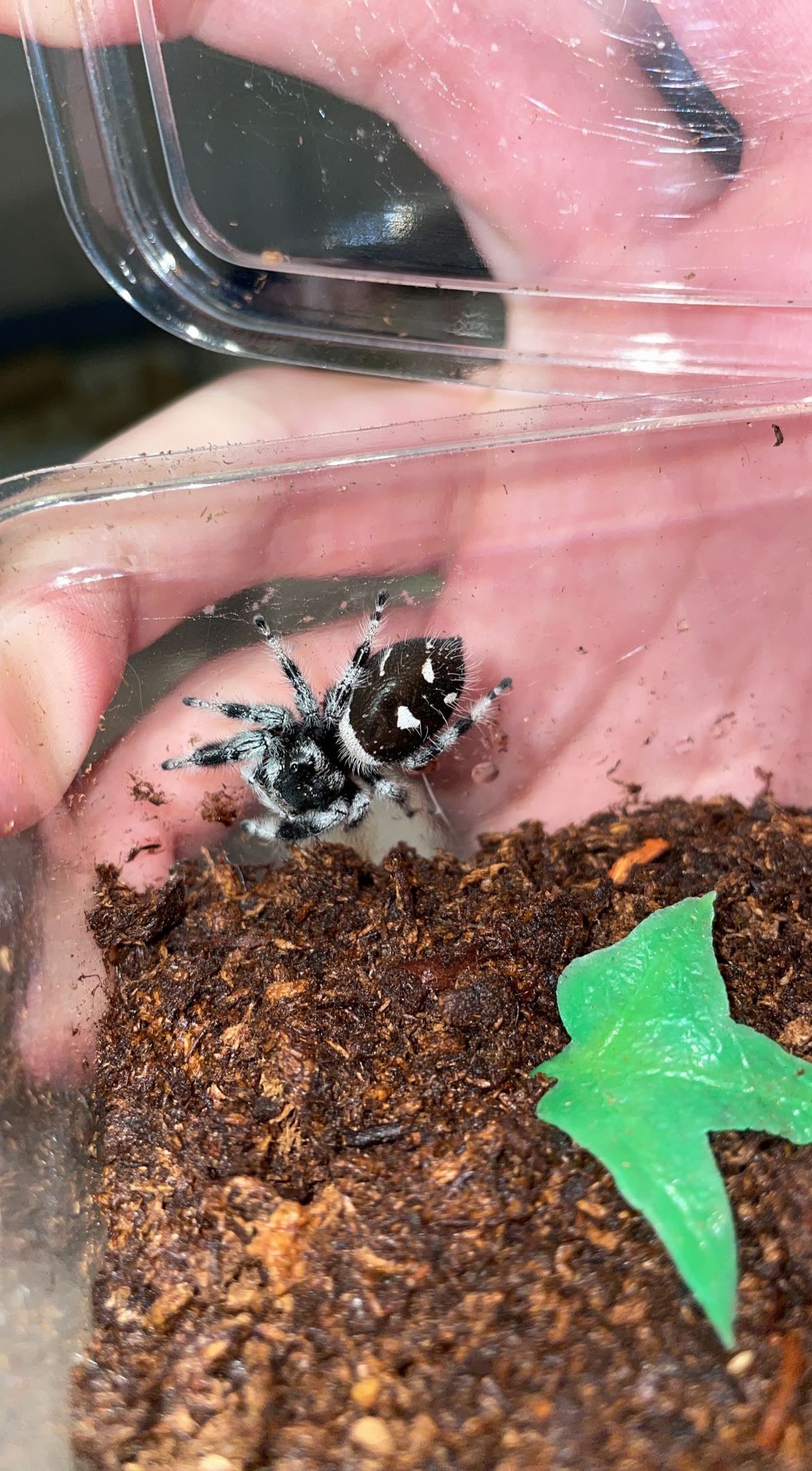 Regal Jumping Spider (Phidippus regius)