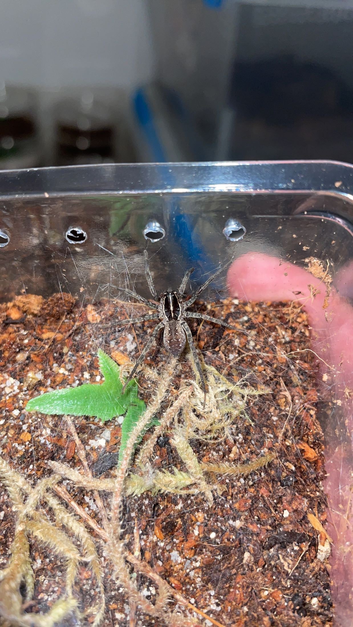 Florida Funnel-web Wolf Spider (Sosippus floridanus)