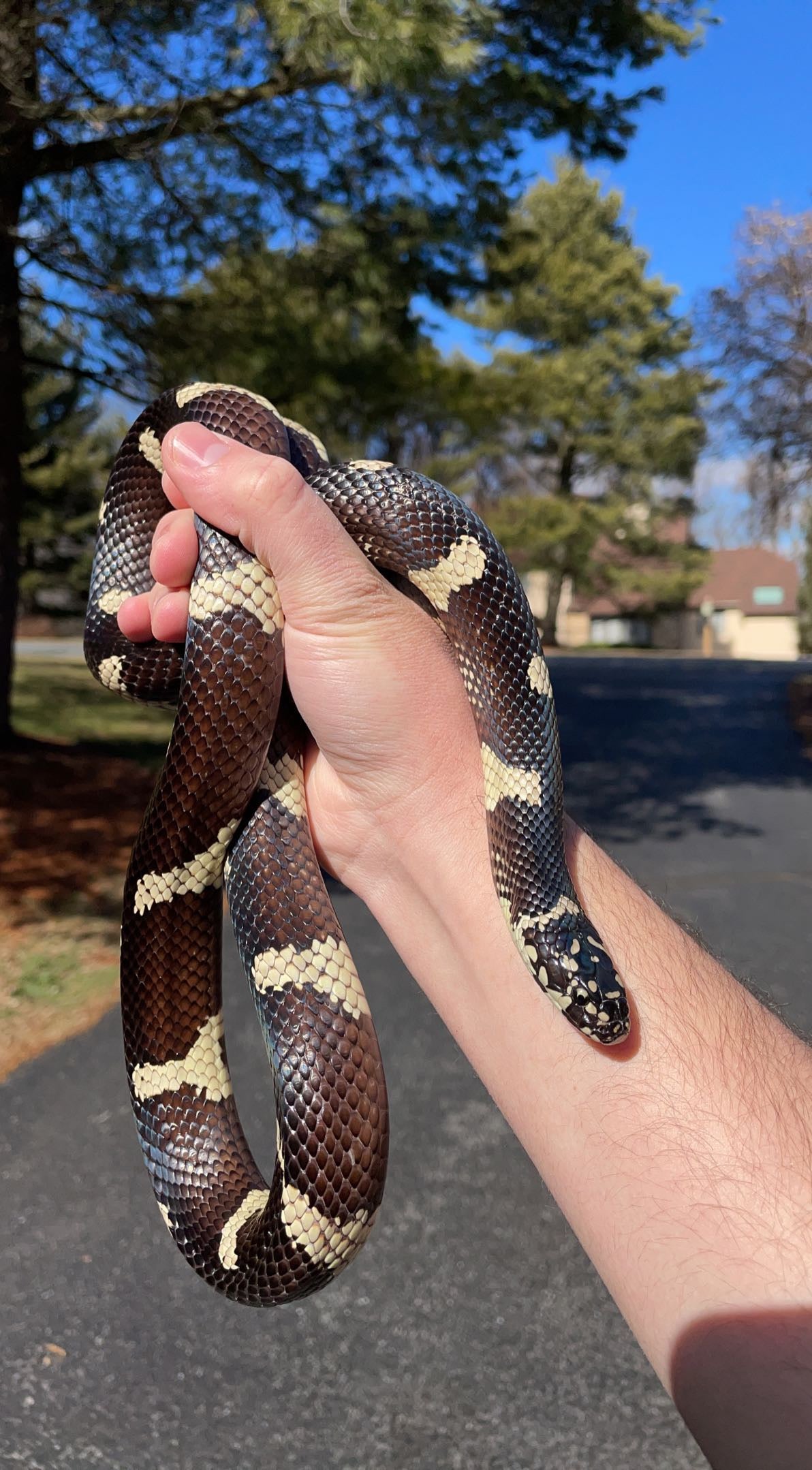 1.0 Hamilton Co. FL Eastern Kingsnake (Lampropeltis getula)