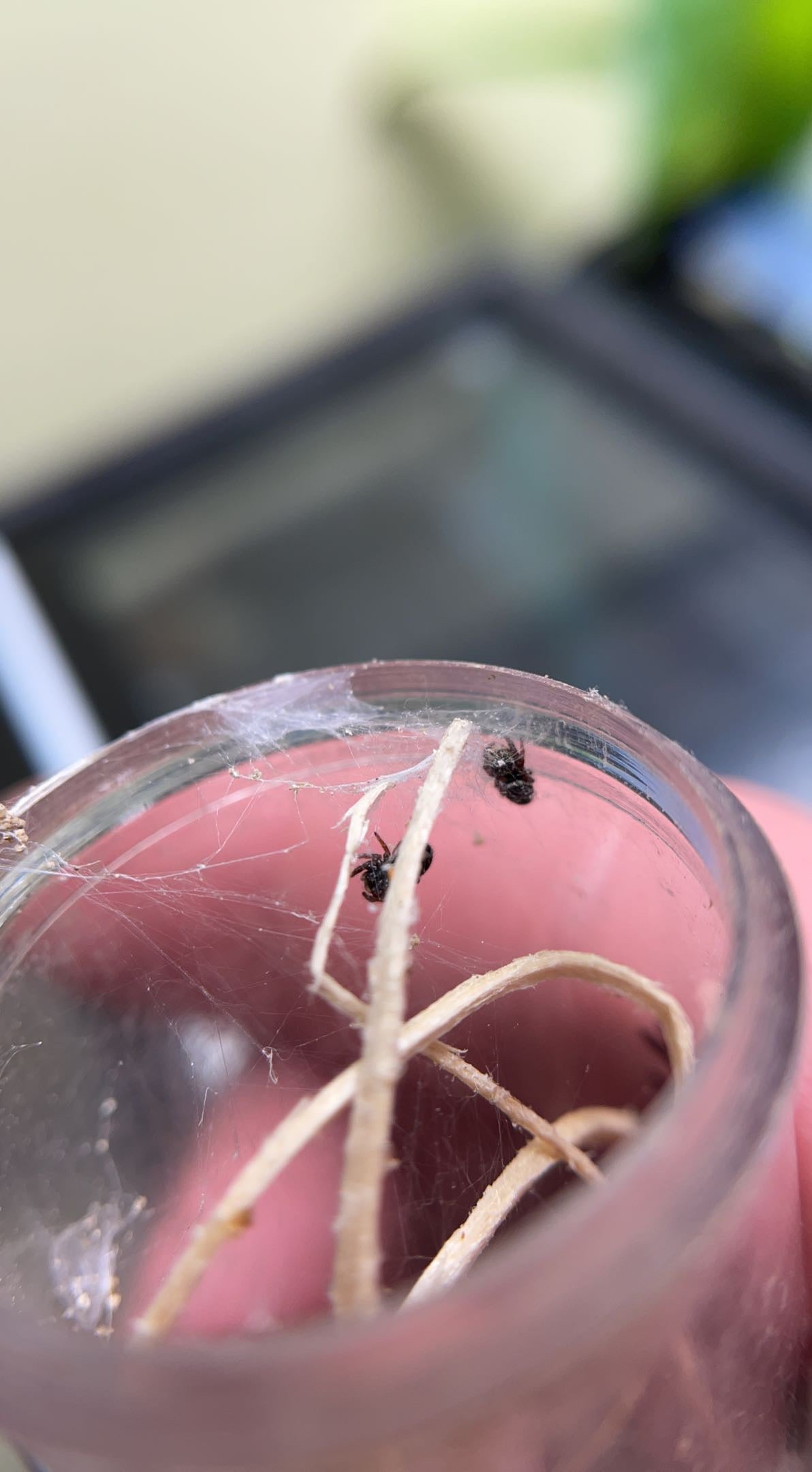 Red-backed Jumping Spider (Phidippus johnsoni)