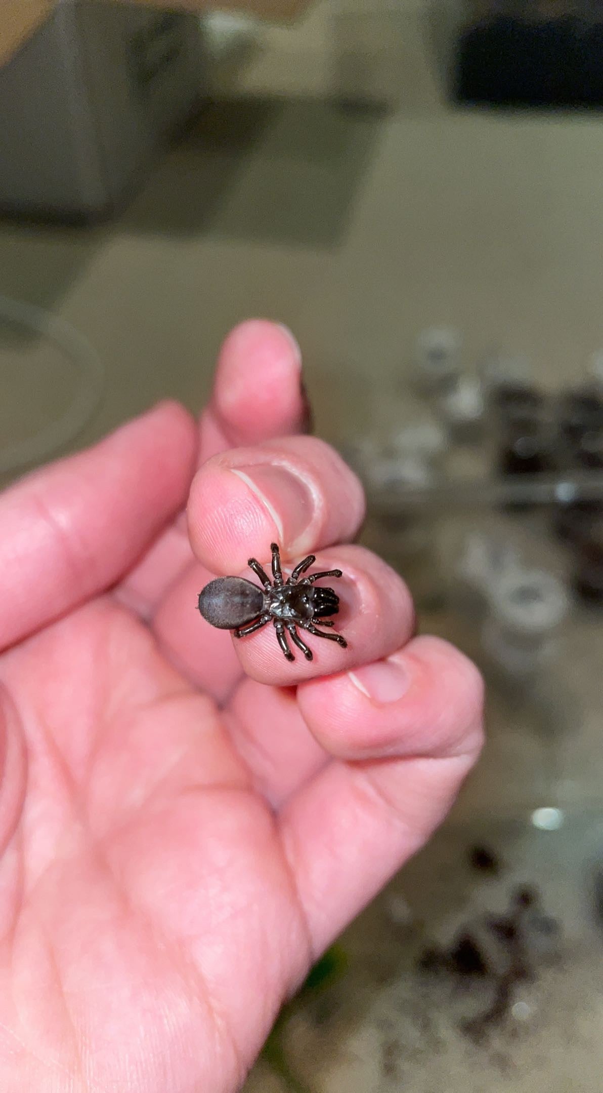 Abbot Purseweb Spider (Sphodros abotti)