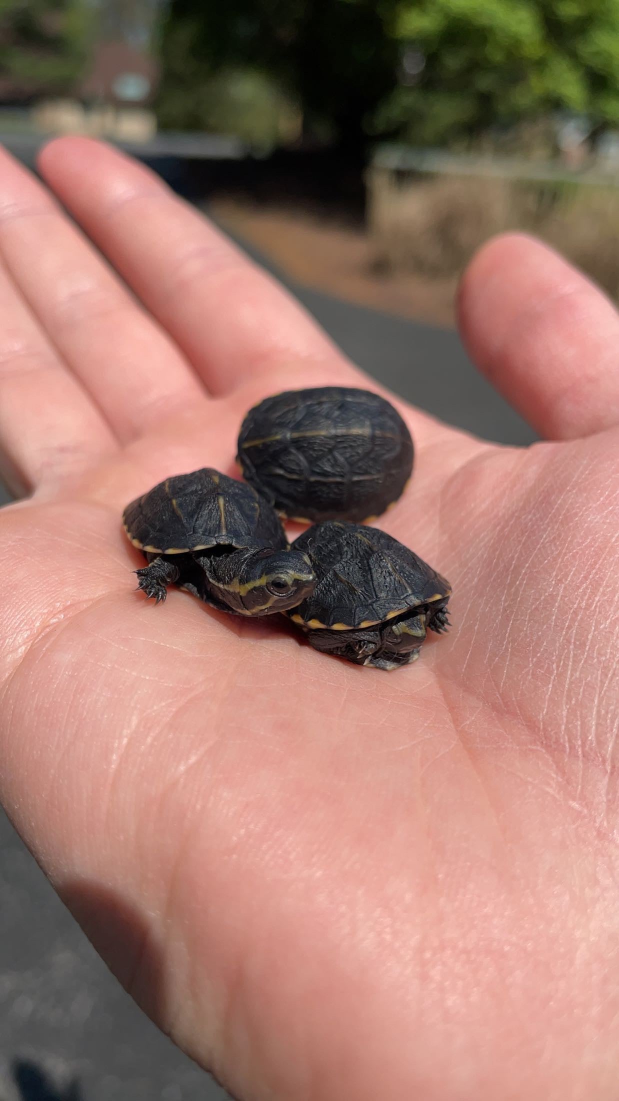 Three-striped Mud Turtle (Kinosternon baurii)
