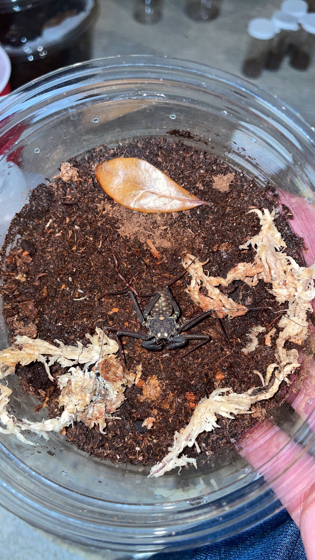 Central American Tailless Whip Scorpion (Phrynus whitei)