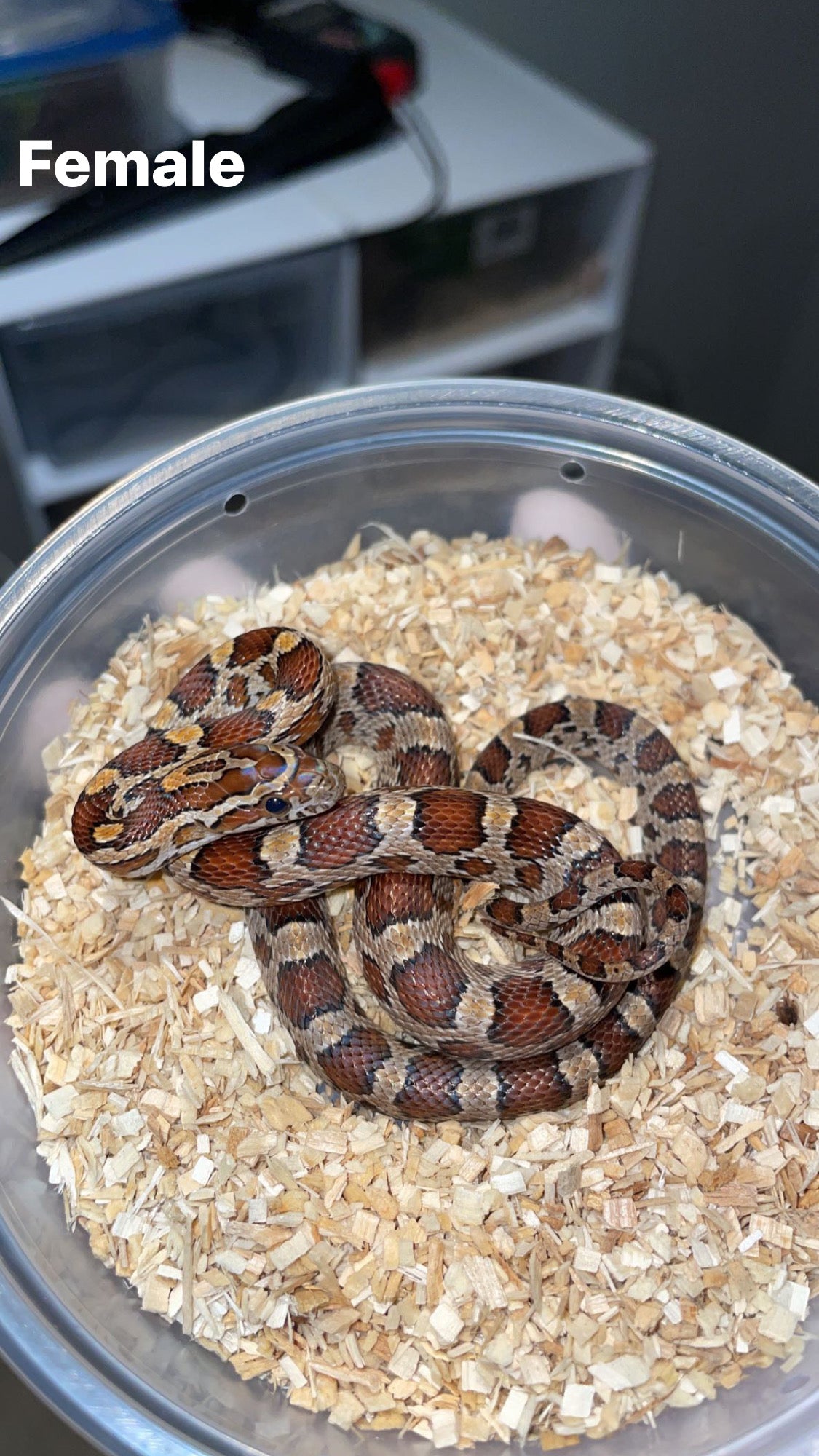 1.1 CH'22 Hendry Co. FL Corn Snakes