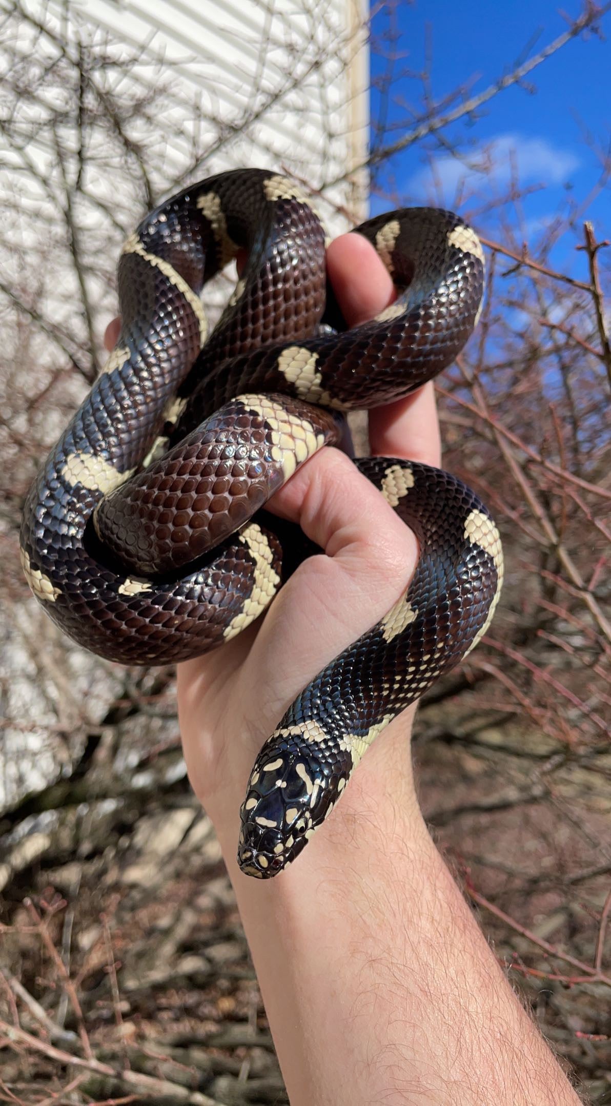 1.0 Hamilton Co. FL Eastern Kingsnake (Lampropeltis getula)