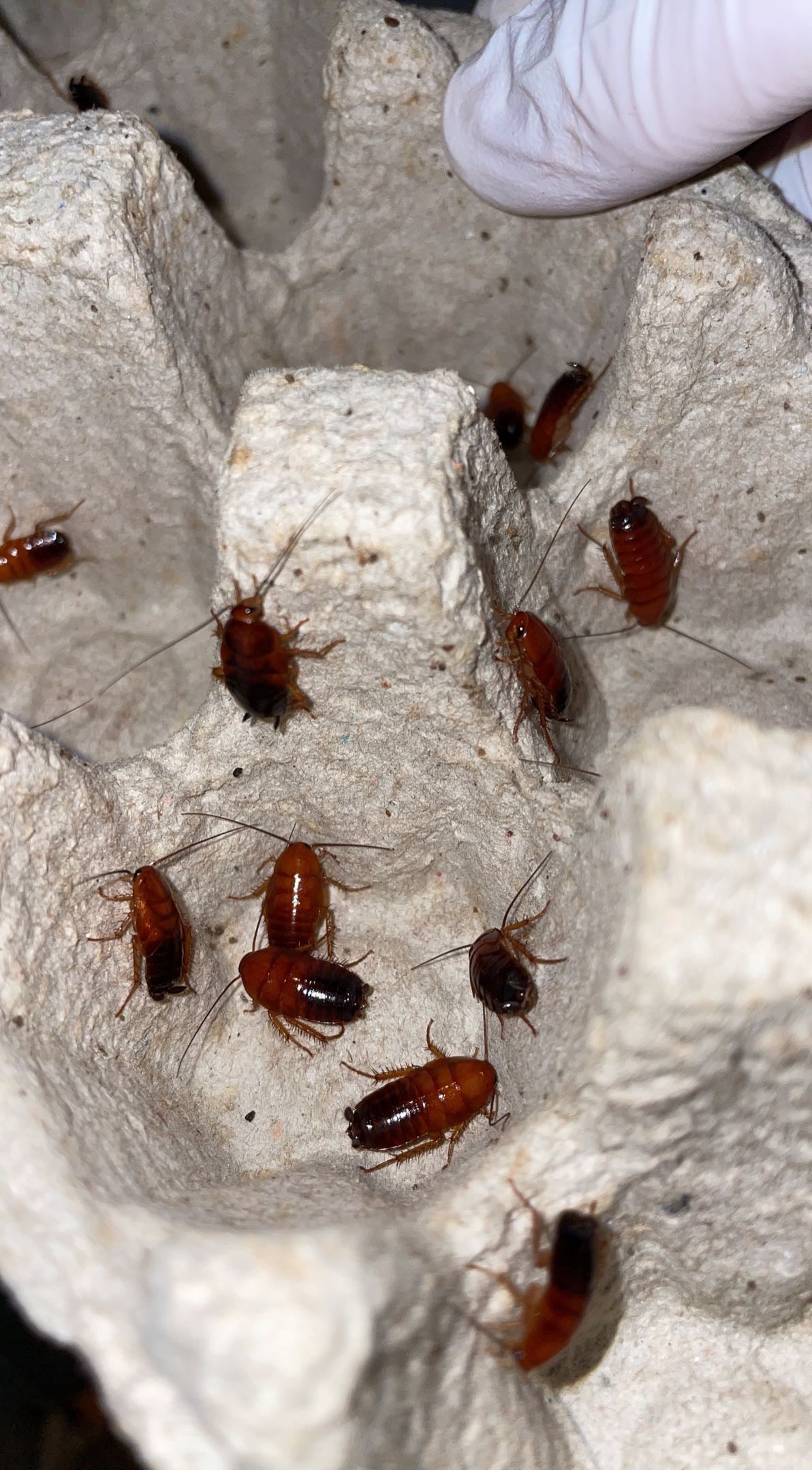 Fulvous Wood Cockroach (Parcoblatta fulvescens)