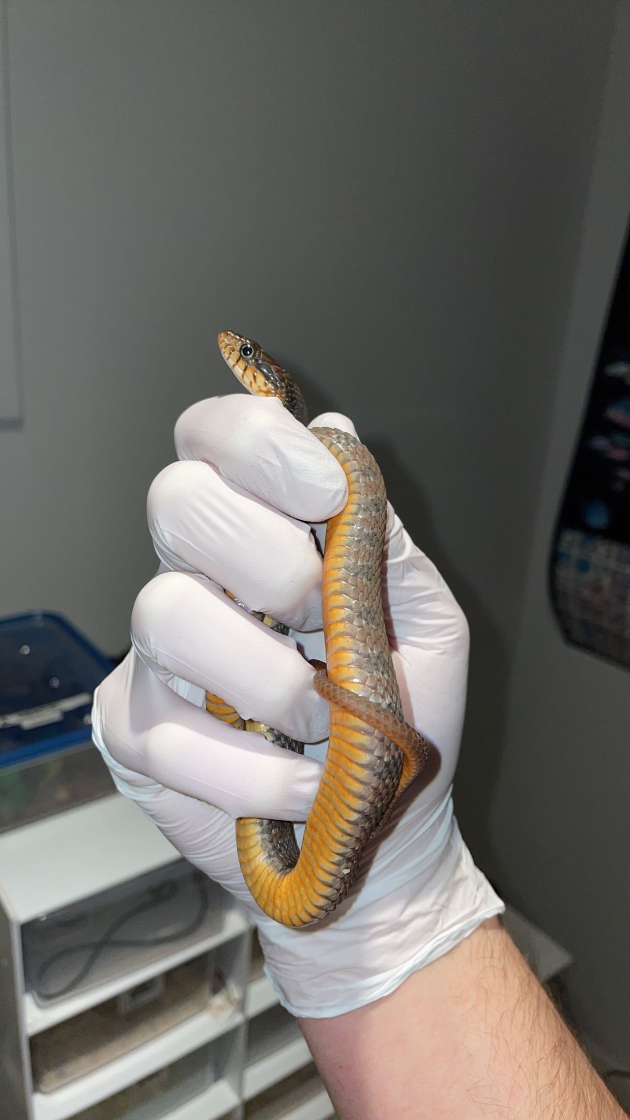 0.1 LTC Bibb Co. AL Red-bellied Water Snake (Nerodia erythrogaster)