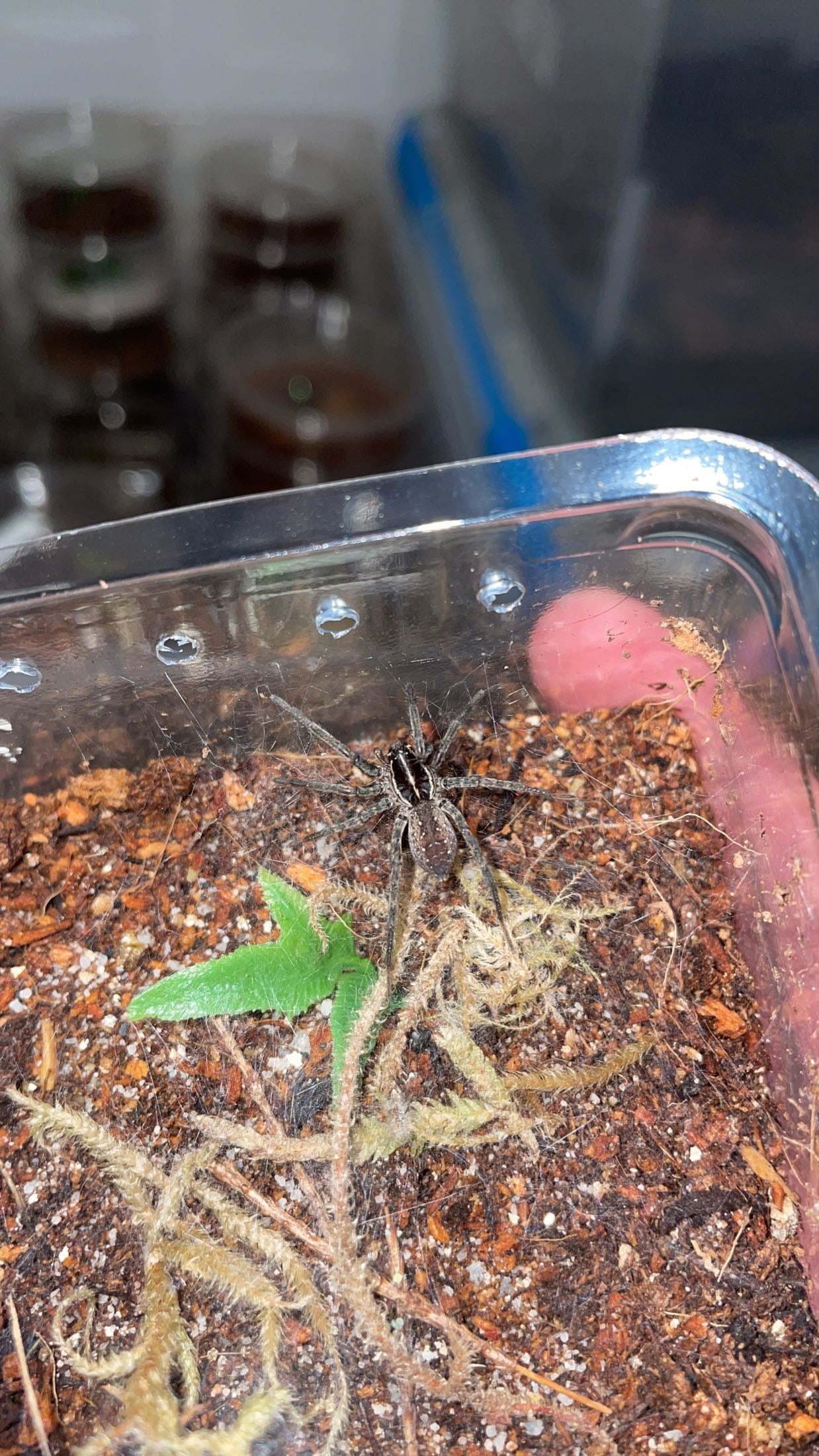 Florida Funnel-web Wolf Spider (Sosippus floridanus)